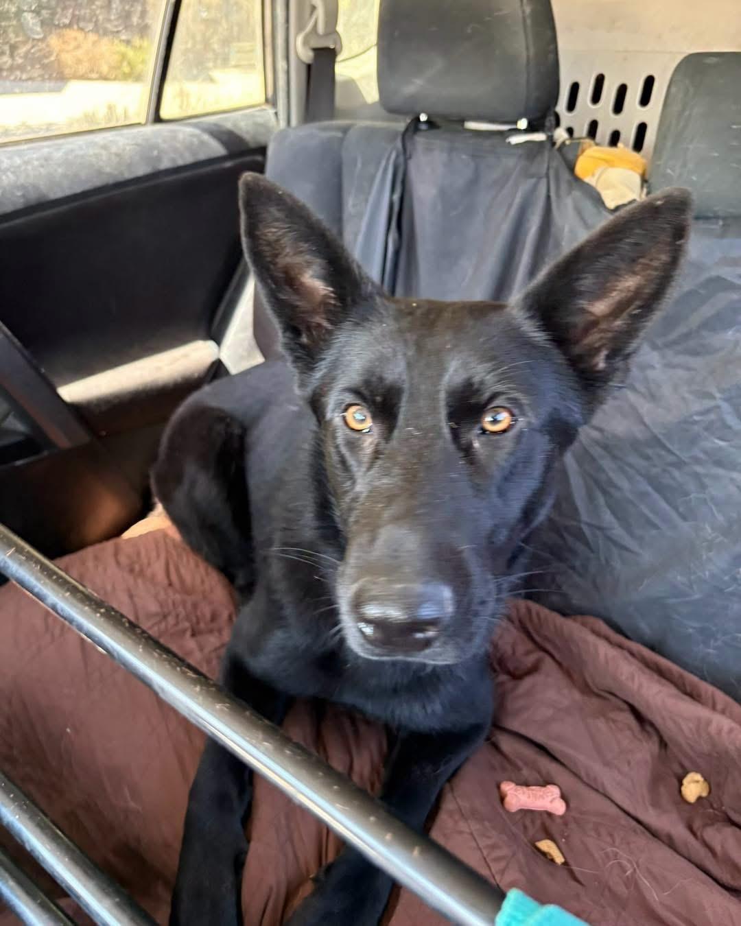 Felicia, Adopted, Young Female German Shepherd Dog.