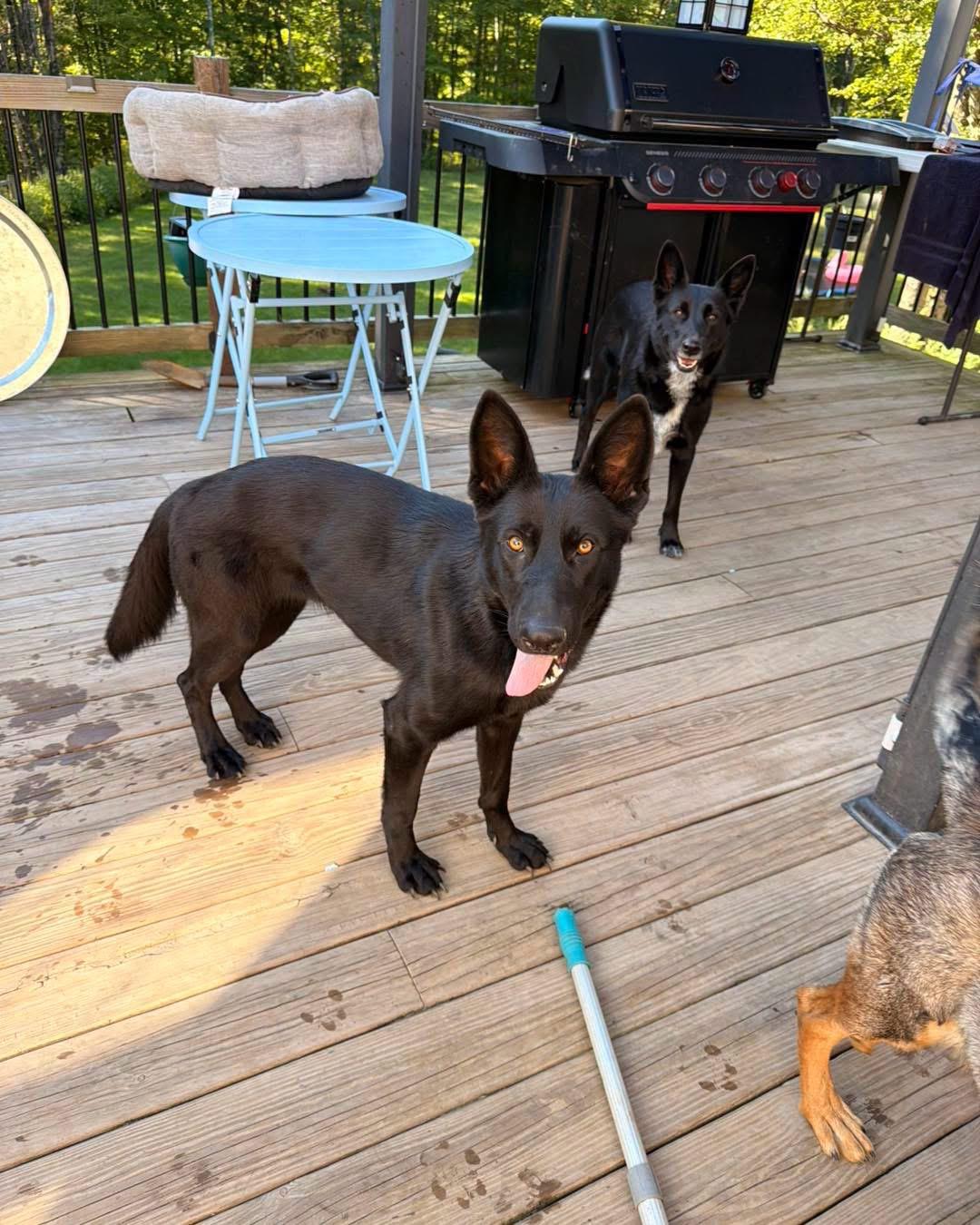 Enlarge Felicia, a Adopted German Shepherd Dog in West hurley, NY image 2/3