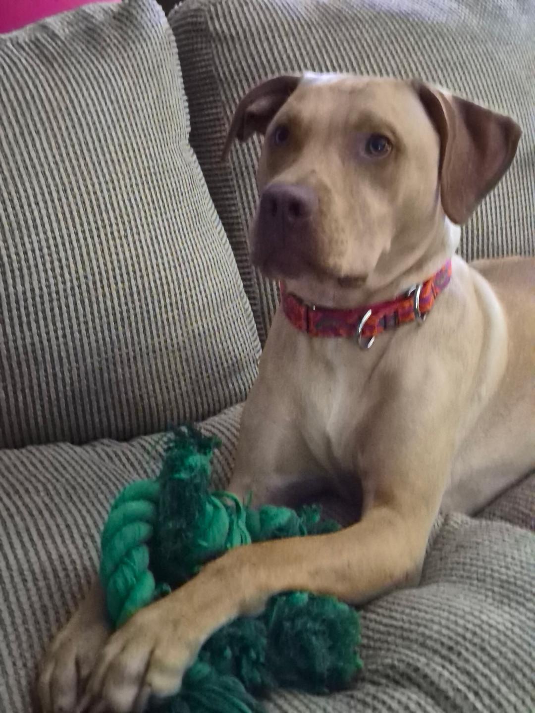 Tommy, ADOPTABLE, Adult Male Labrador Retriever & Pit Bull Terrier.