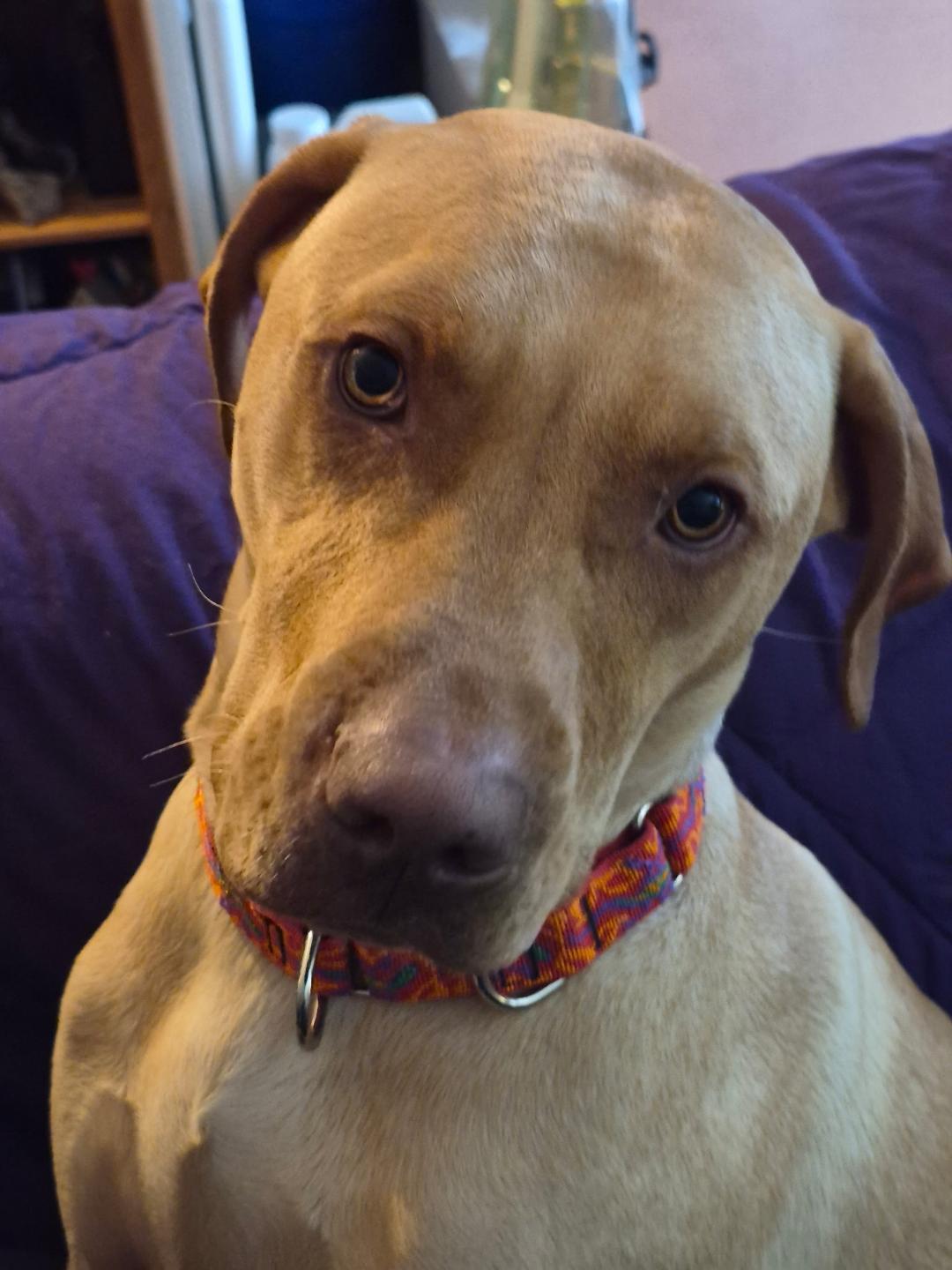 Enlarge Tommy, a ADOPTABLE mixed breed in Salem, OR image 2/3