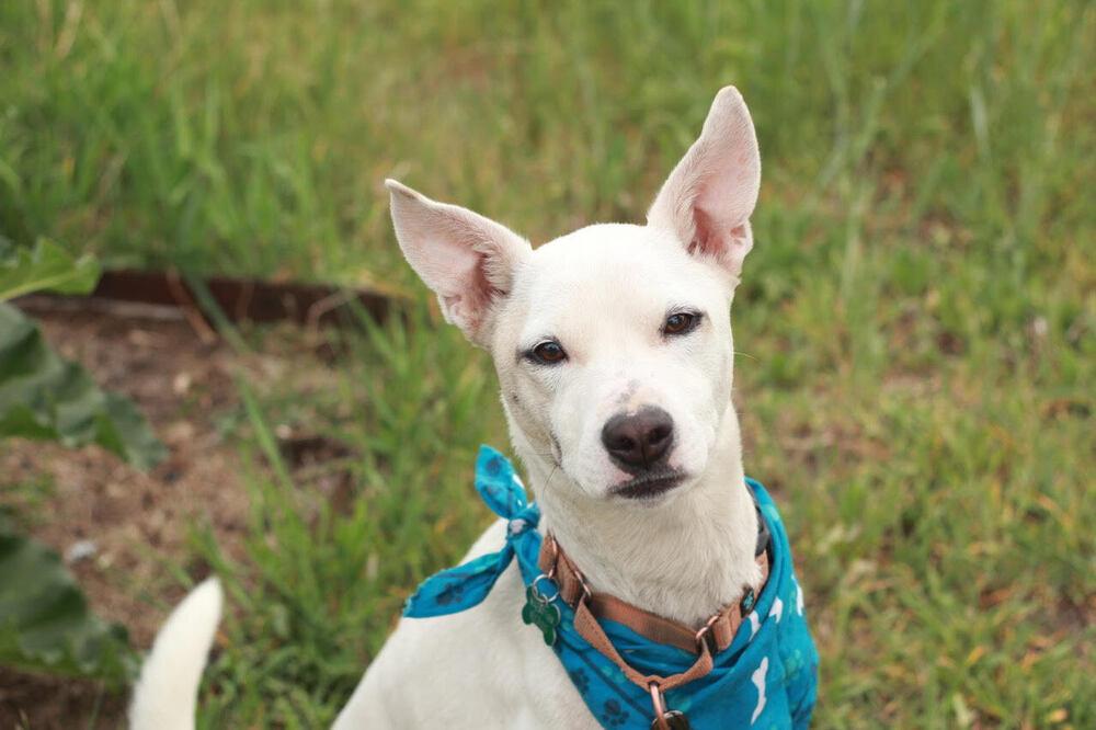 Elsa, Adoptable, Young Female Australian Cattle Dog / Blue Heeler.