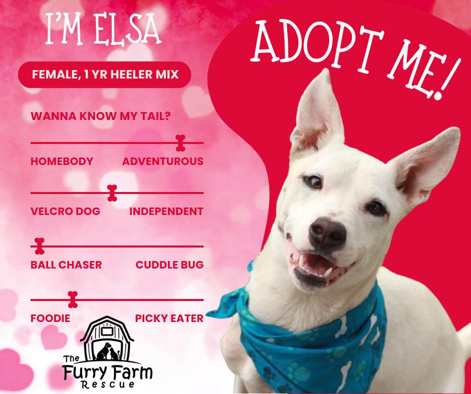 Elsa, a Adoptable mixed breed in Rathdrum, ID image 2/6