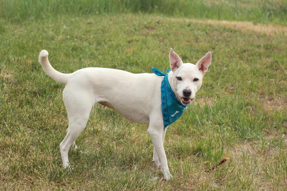 Elsa, a Adoptable mixed breed in Rathdrum, ID image 2/6