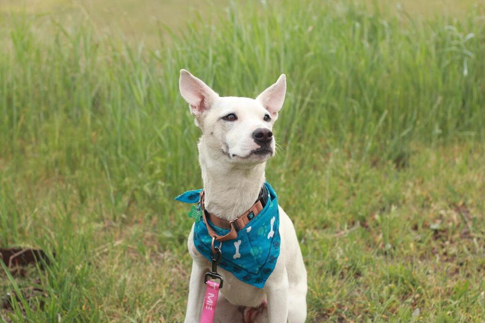 Elsa, a Adoptable mixed breed in Rathdrum, ID image 3/6
