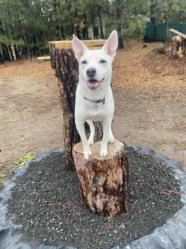 Elsa, a Adoptable mixed breed in Rathdrum, ID image 4/6