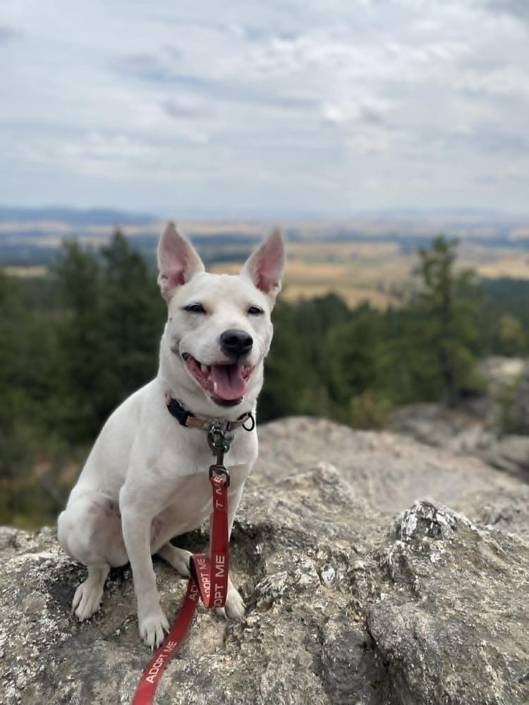 Enlarge Elsa, a Adoptable mixed breed in Rathdrum, ID image 5/6