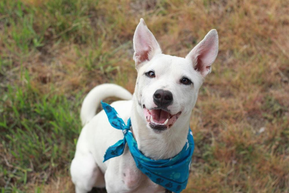 Elsa, a Adoptable mixed breed in Rathdrum, ID image 5/6