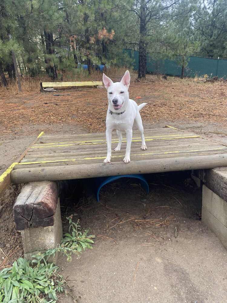 Elsa, a Adoptable mixed breed in Rathdrum, ID image 6/6