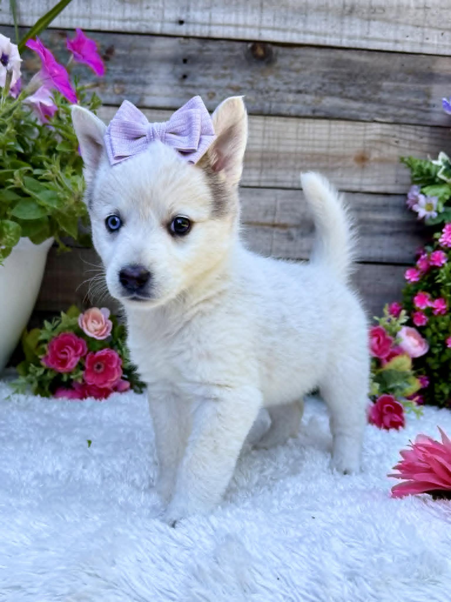 Butterfly , ADOPTABLE, Puppy Female Husky.