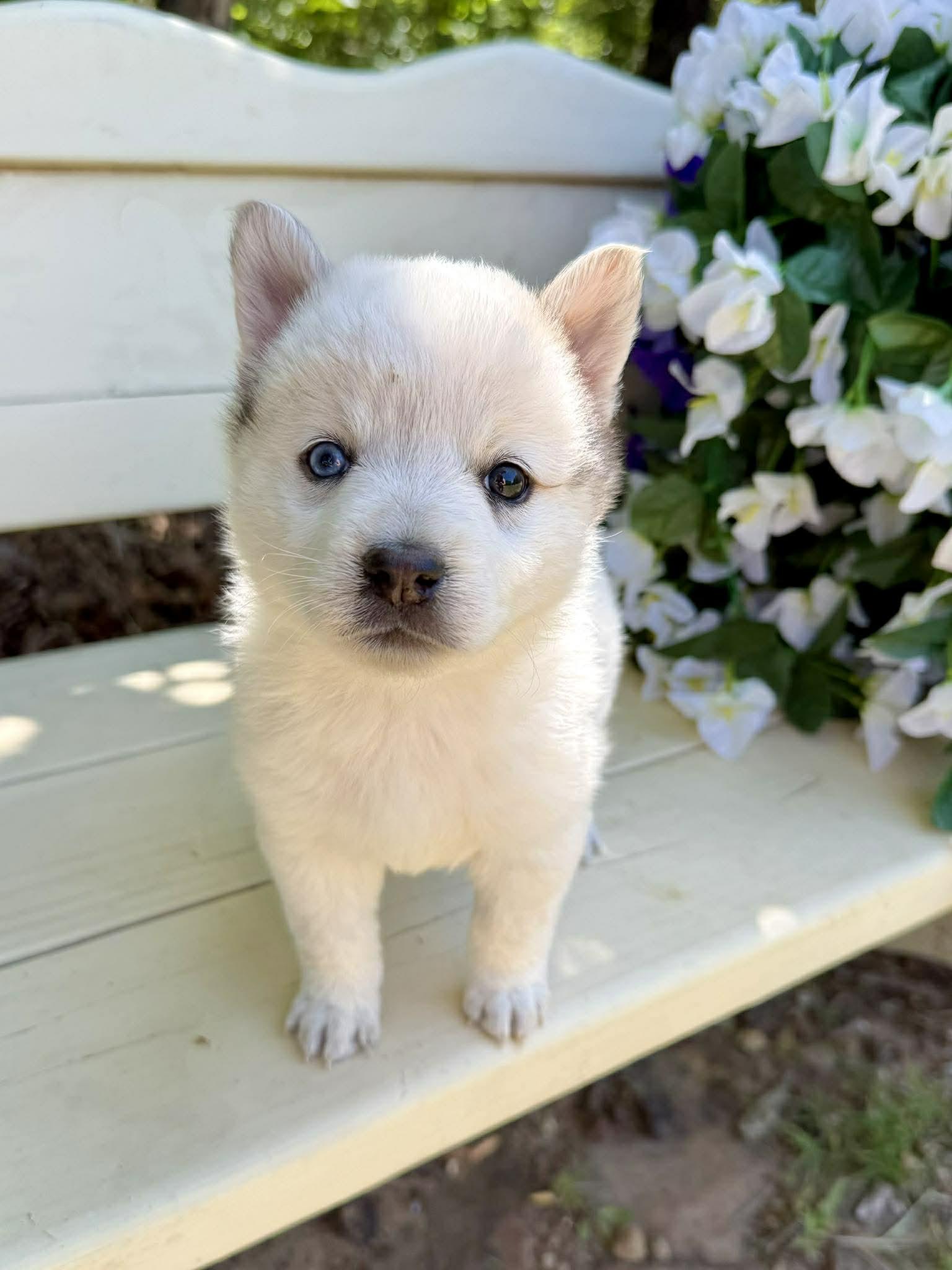 Butterfly , a ADOPTABLE mixed breed in Kiowa, OK image 2/6