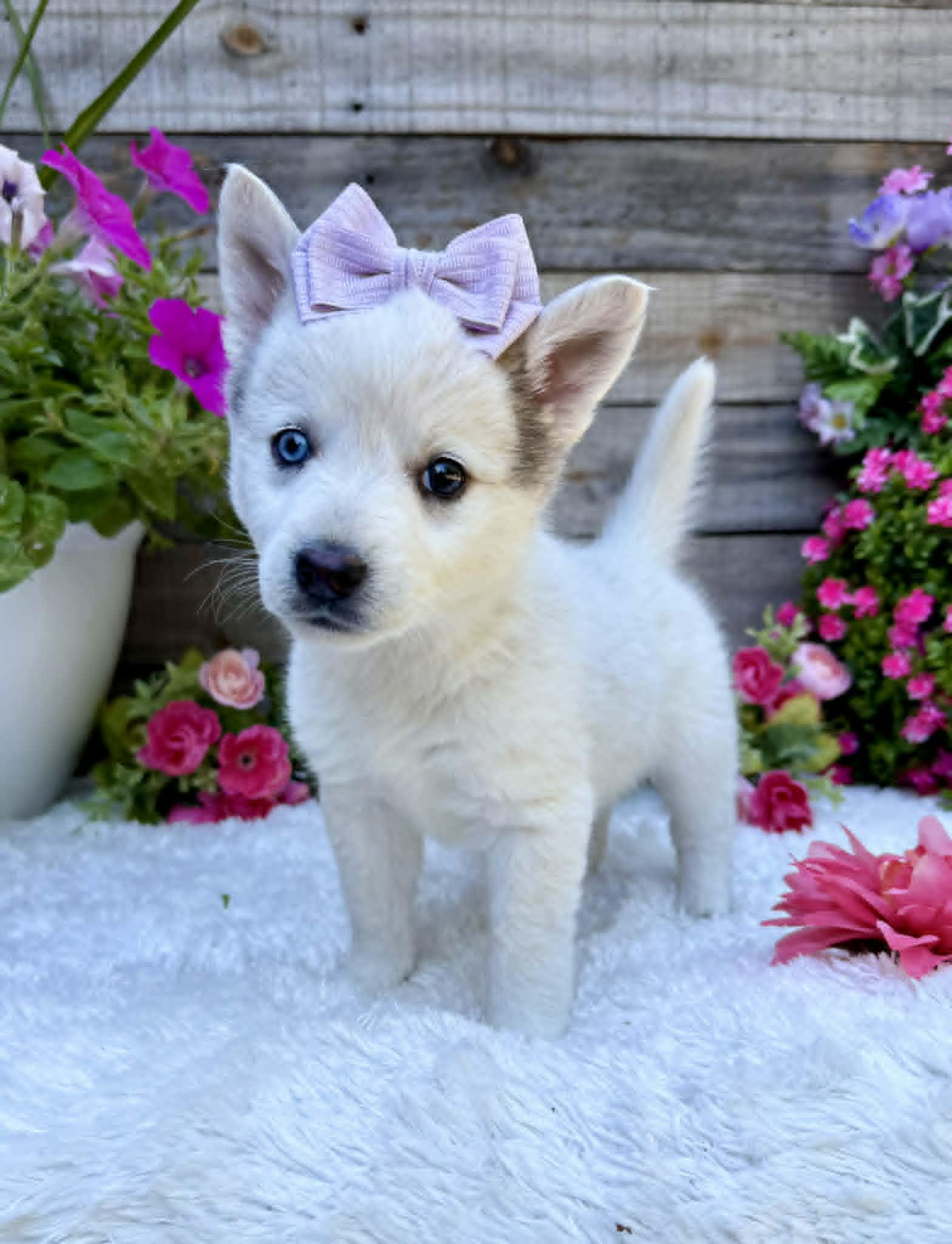 Butterfly , a ADOPTABLE mixed breed in Kiowa, OK image 5/6