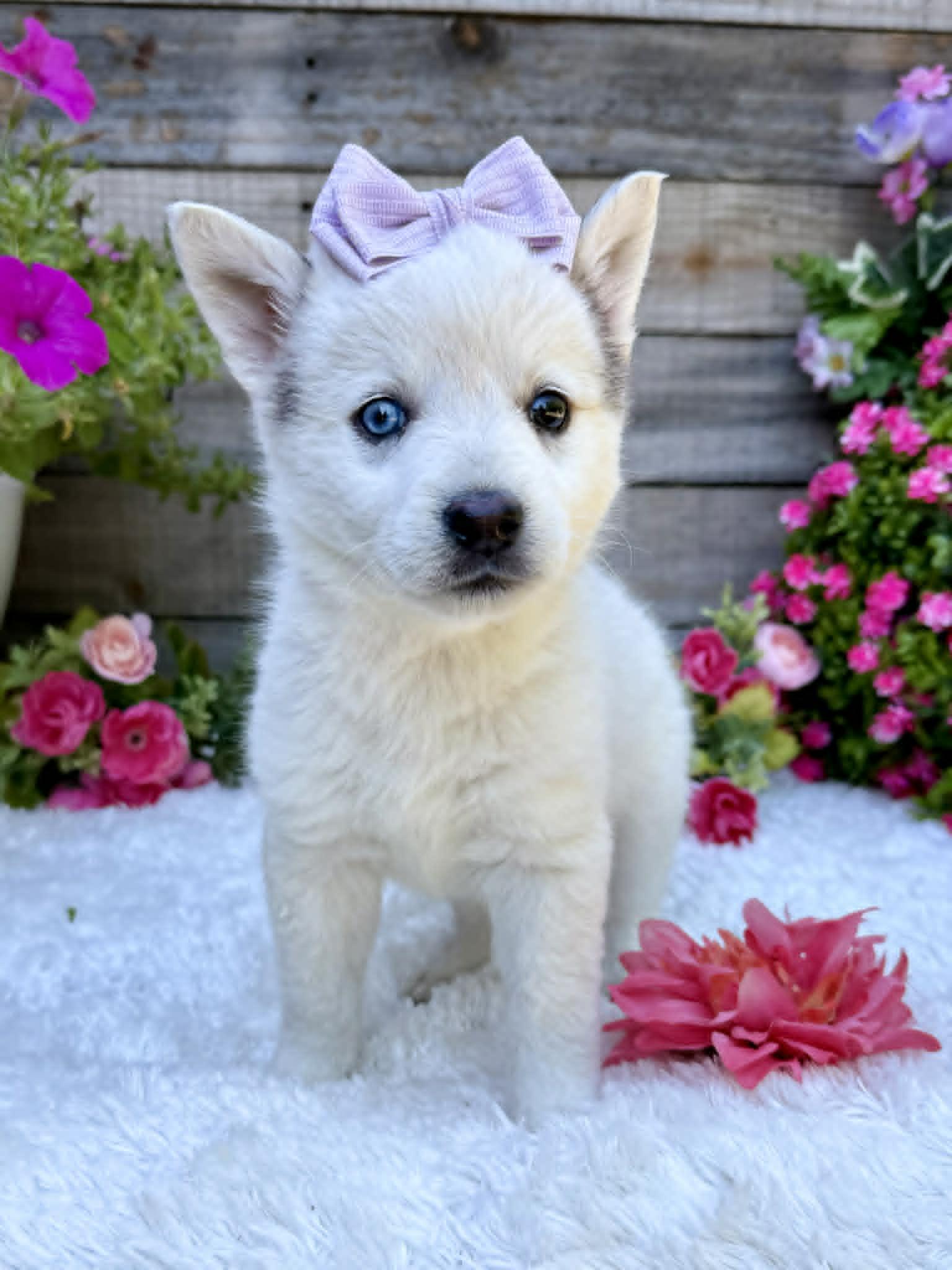 Butterfly , a ADOPTABLE mixed breed in Kiowa, OK image 3/6