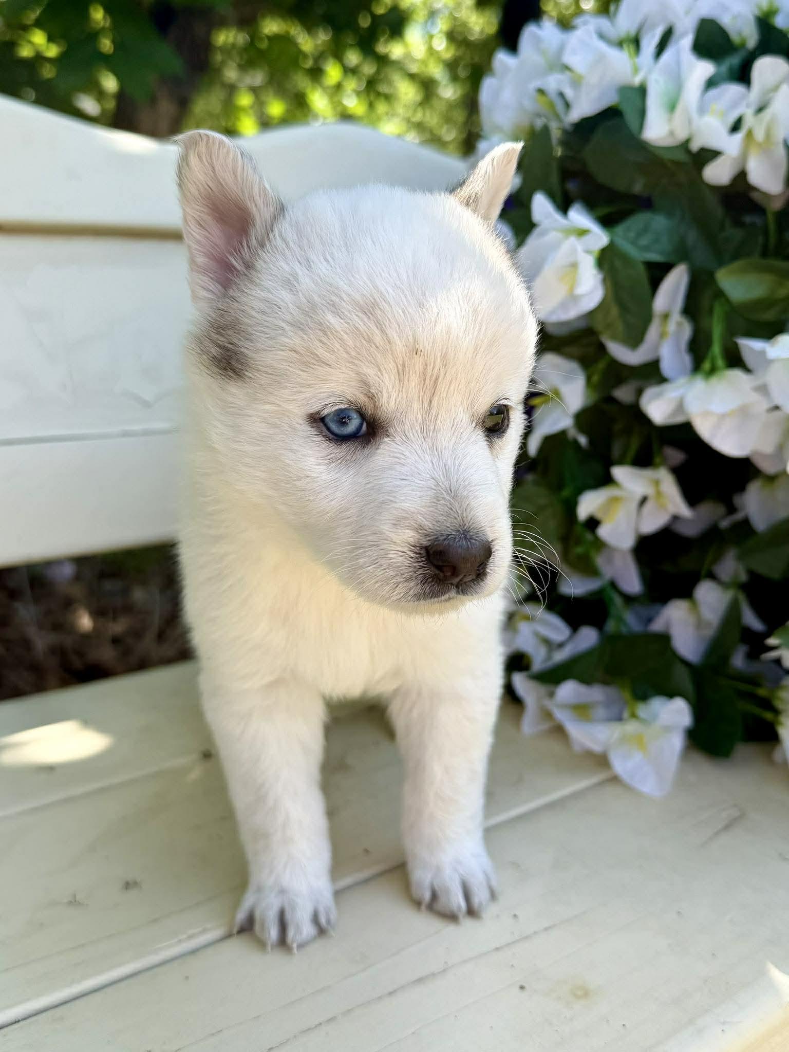 Butterfly , a ADOPTABLE mixed breed in Kiowa, OK image 6/6