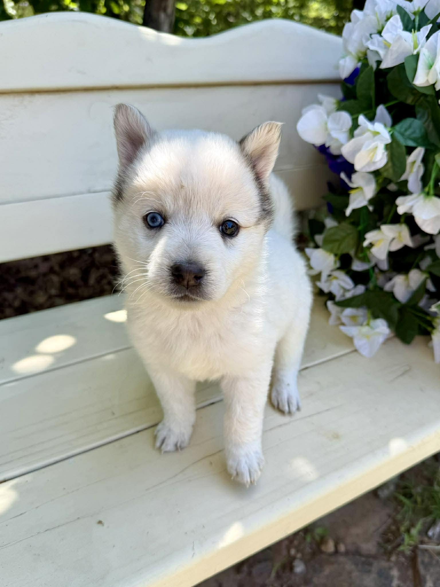 Butterfly , a ADOPTABLE mixed breed in Kiowa, OK image 4/6