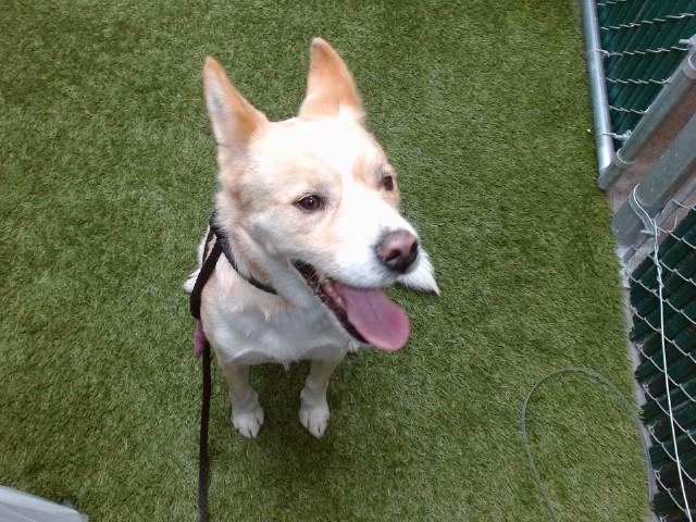 TEDDY, Adoptable, Adult Male Siberian Husky & Mixed Breed.