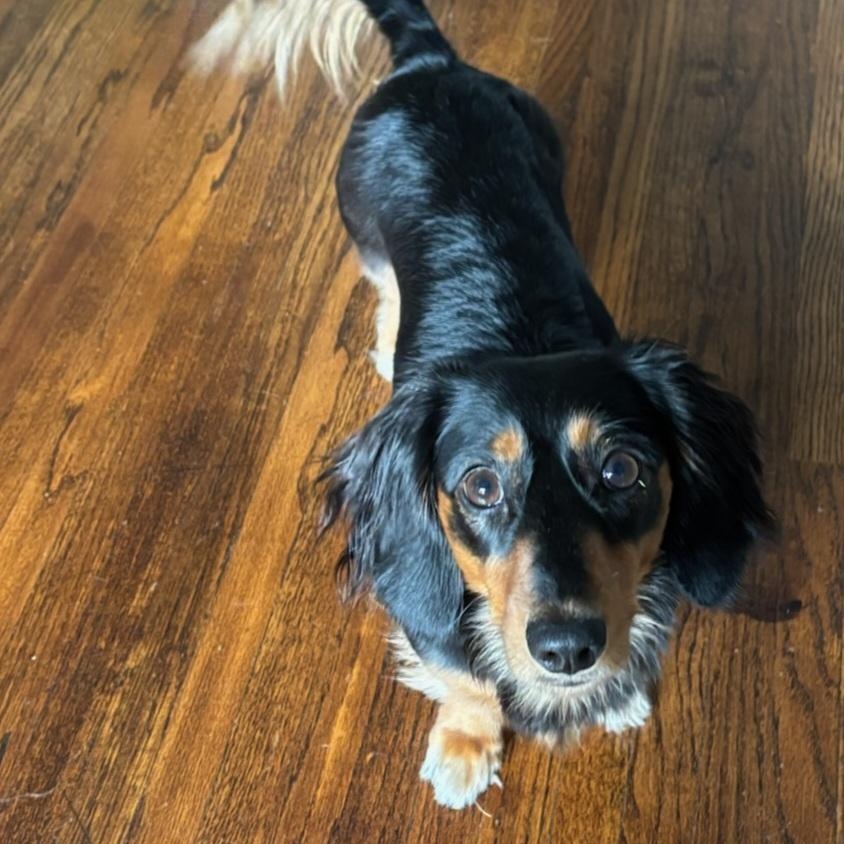 Enlarge Phoebe, an adopted Dachshund in Omaha, NE image 2/2