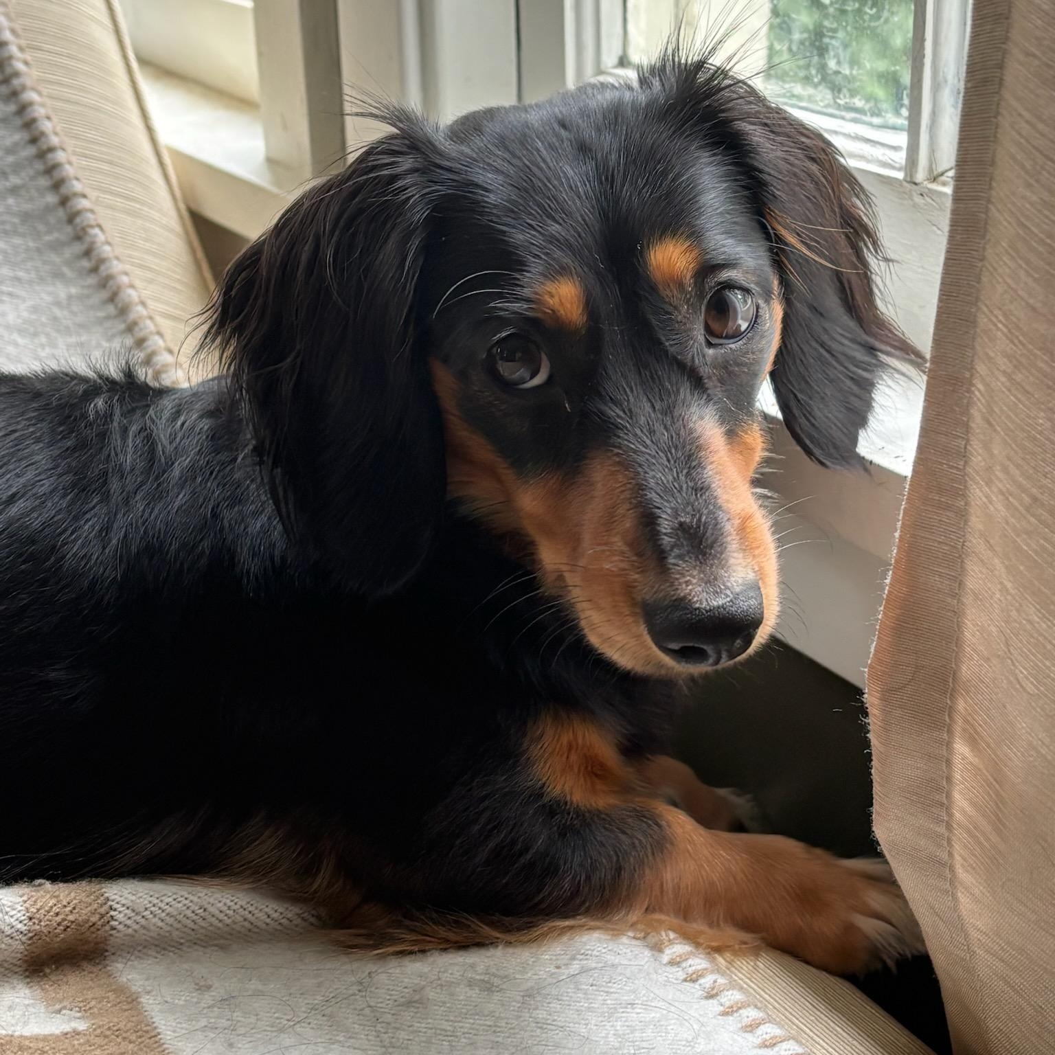 Phoebe, adopted, Young Female Dachshund.