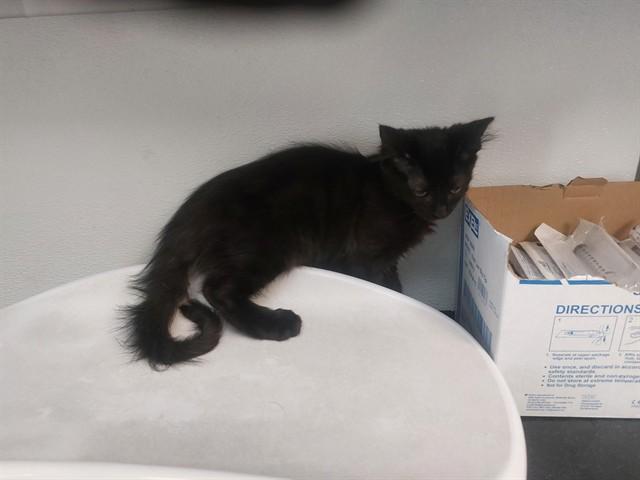 CANYONLANDS, Adoptable, Kitten Male Domestic Short Hair.