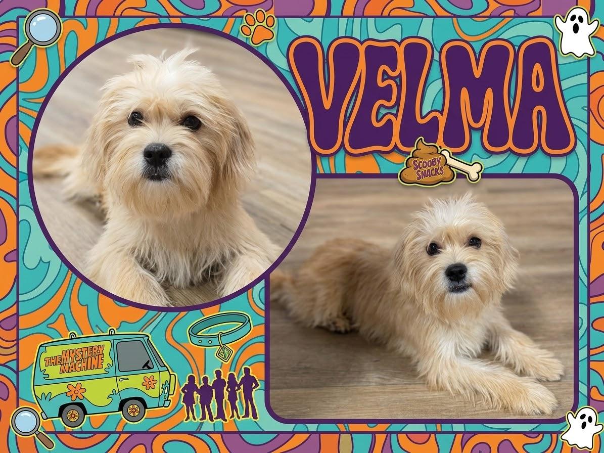 Enlarge Shaggy & Velma, a Adoptable mixed breed in warrenville, SC image 2/3