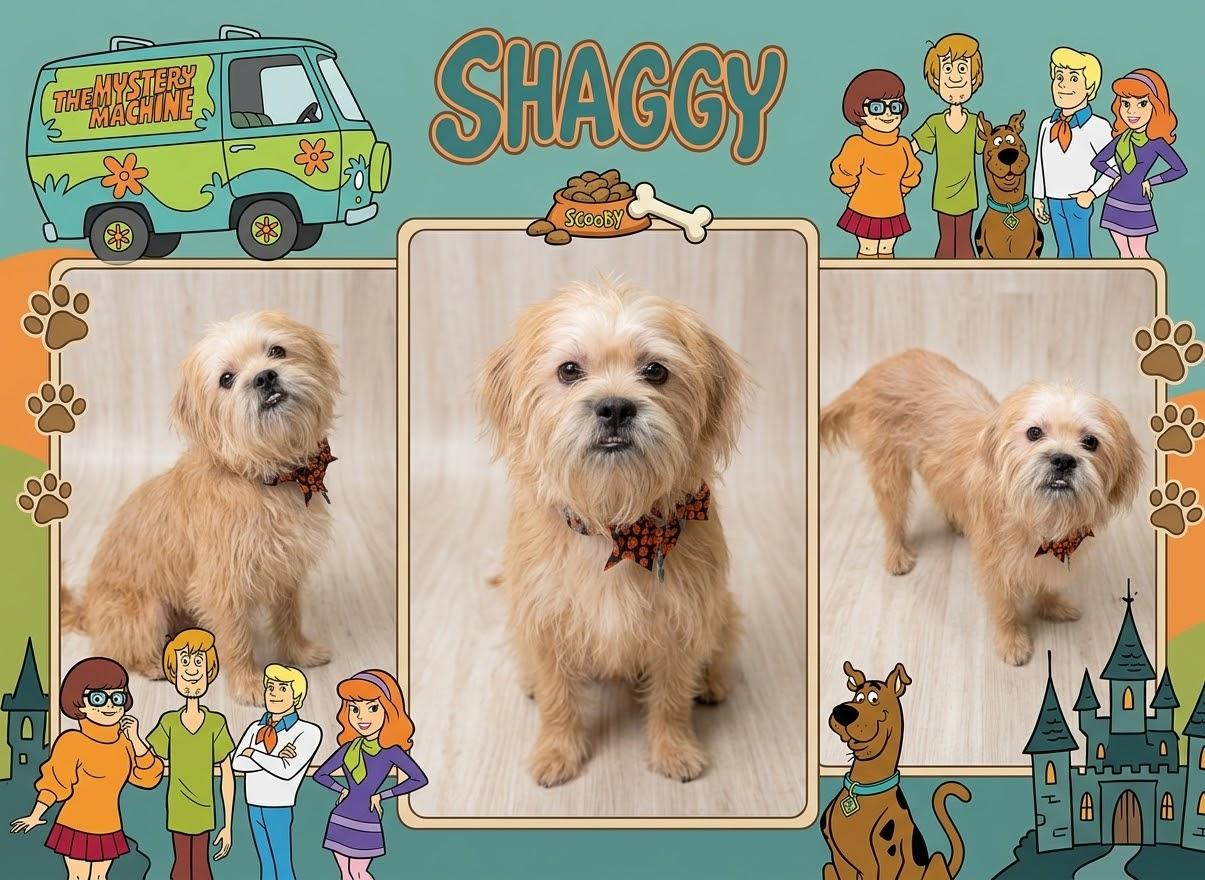Enlarge Shaggy & Velma, a Adoptable mixed breed in warrenville, SC image 1/3