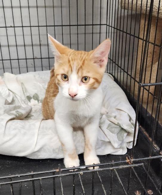 Bearr, ADOPTABLE, Young Male Domestic Short Hair.
