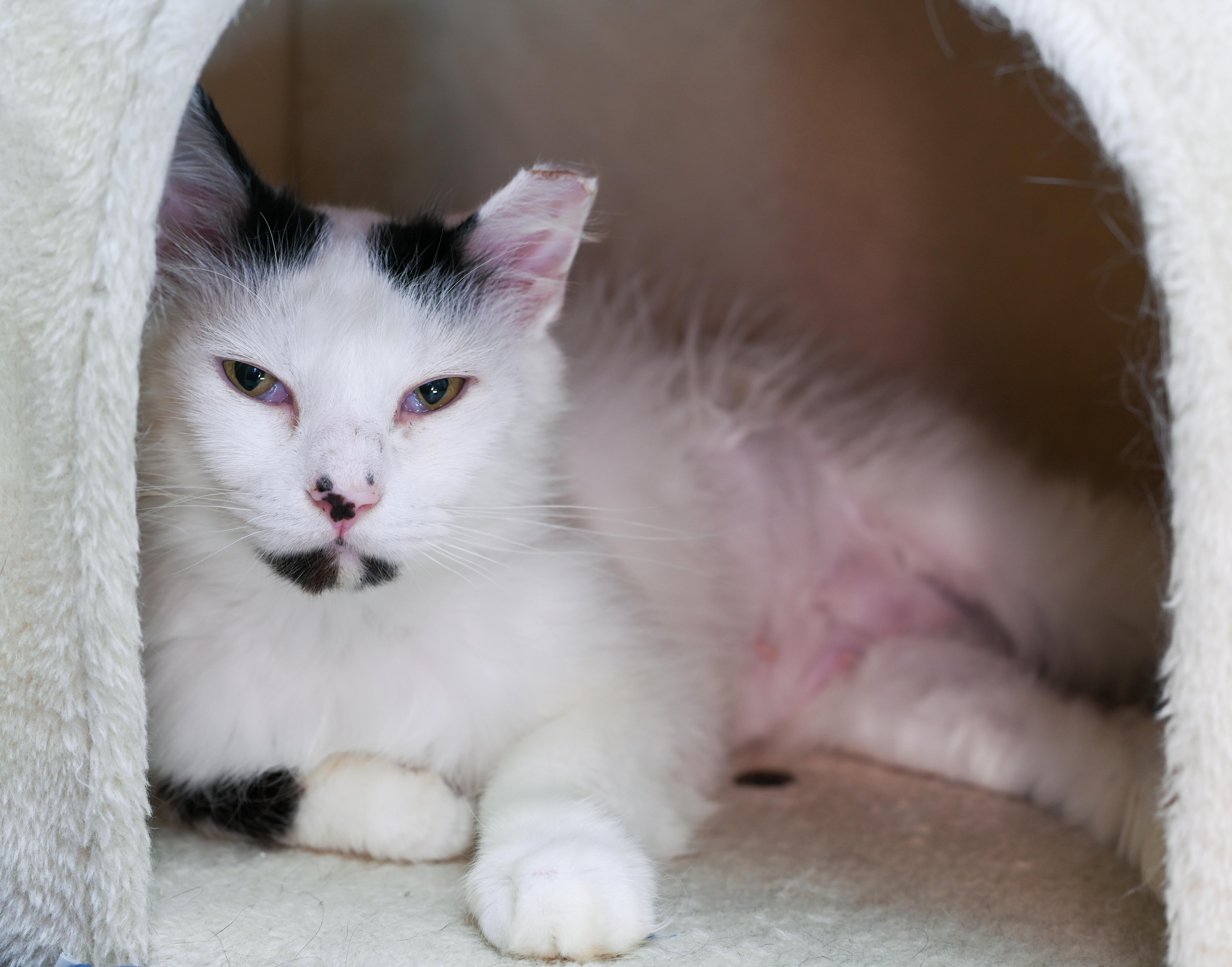Pom Pom, Adult Female Manx