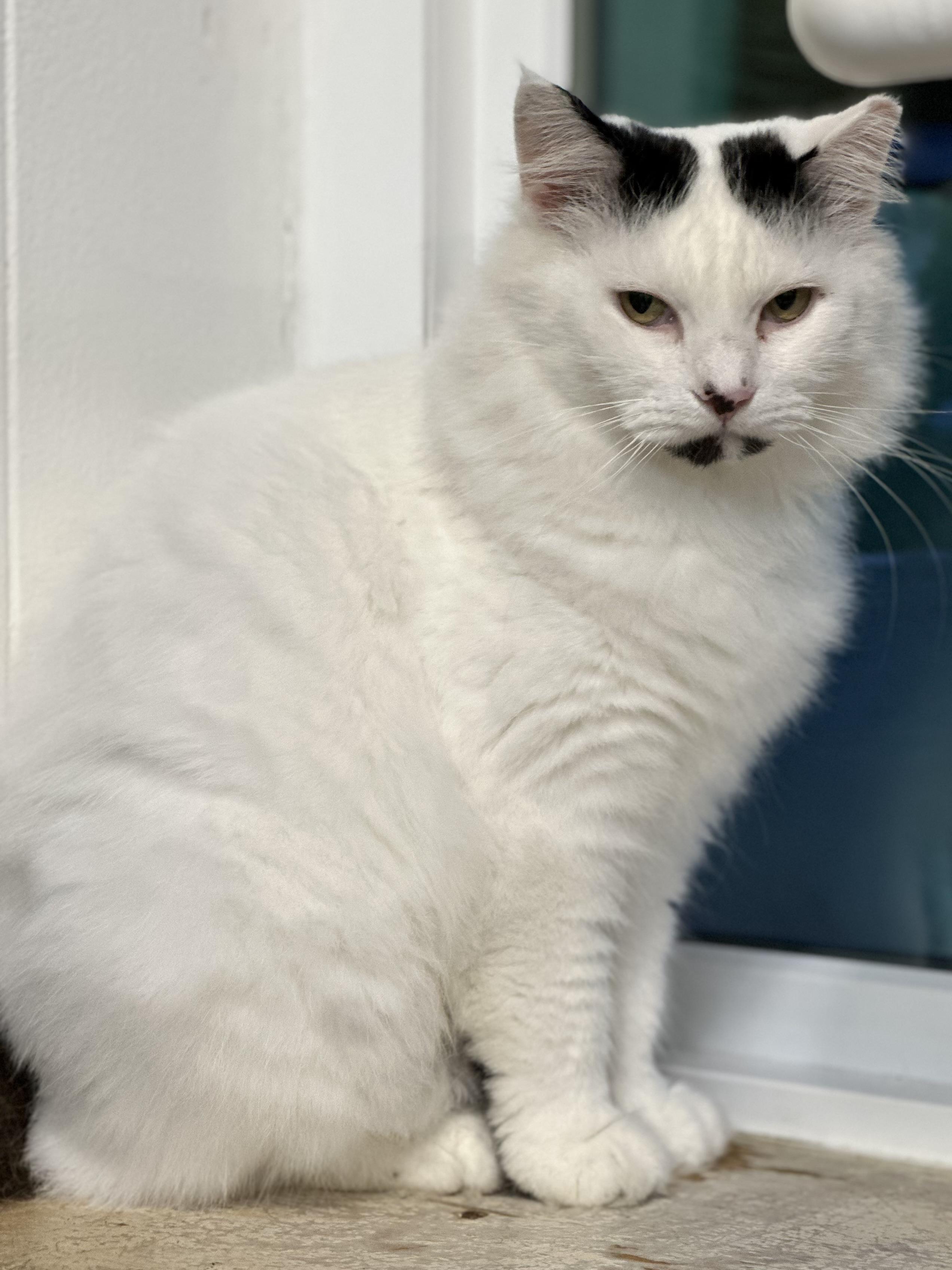 Enlarge Pom Pom, a Adoptable mixed breed in Chattanooga, TN image 3/6