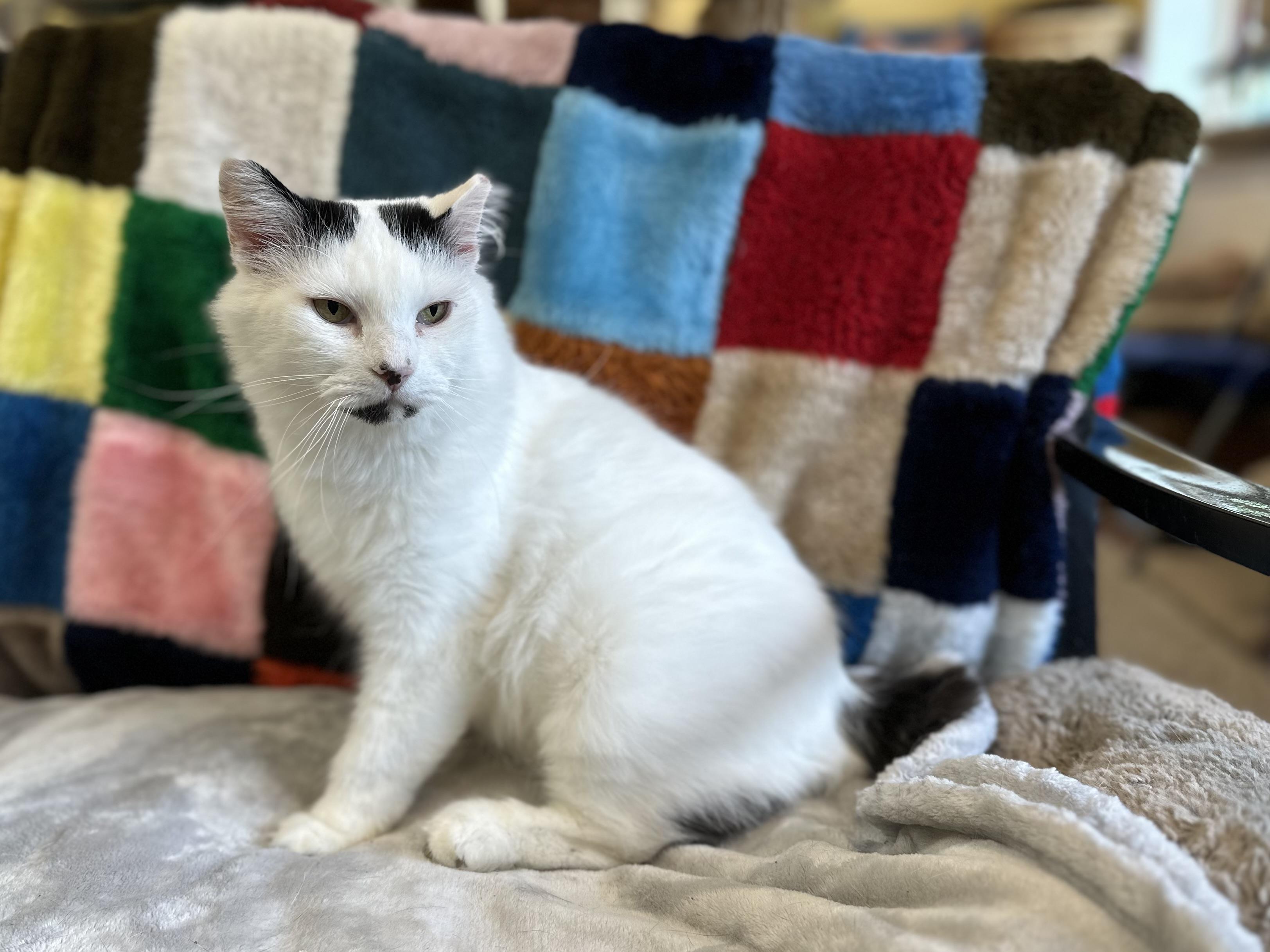 Pom Pom, Adoptable, Adult Female Manx & Domestic Medium Hair.