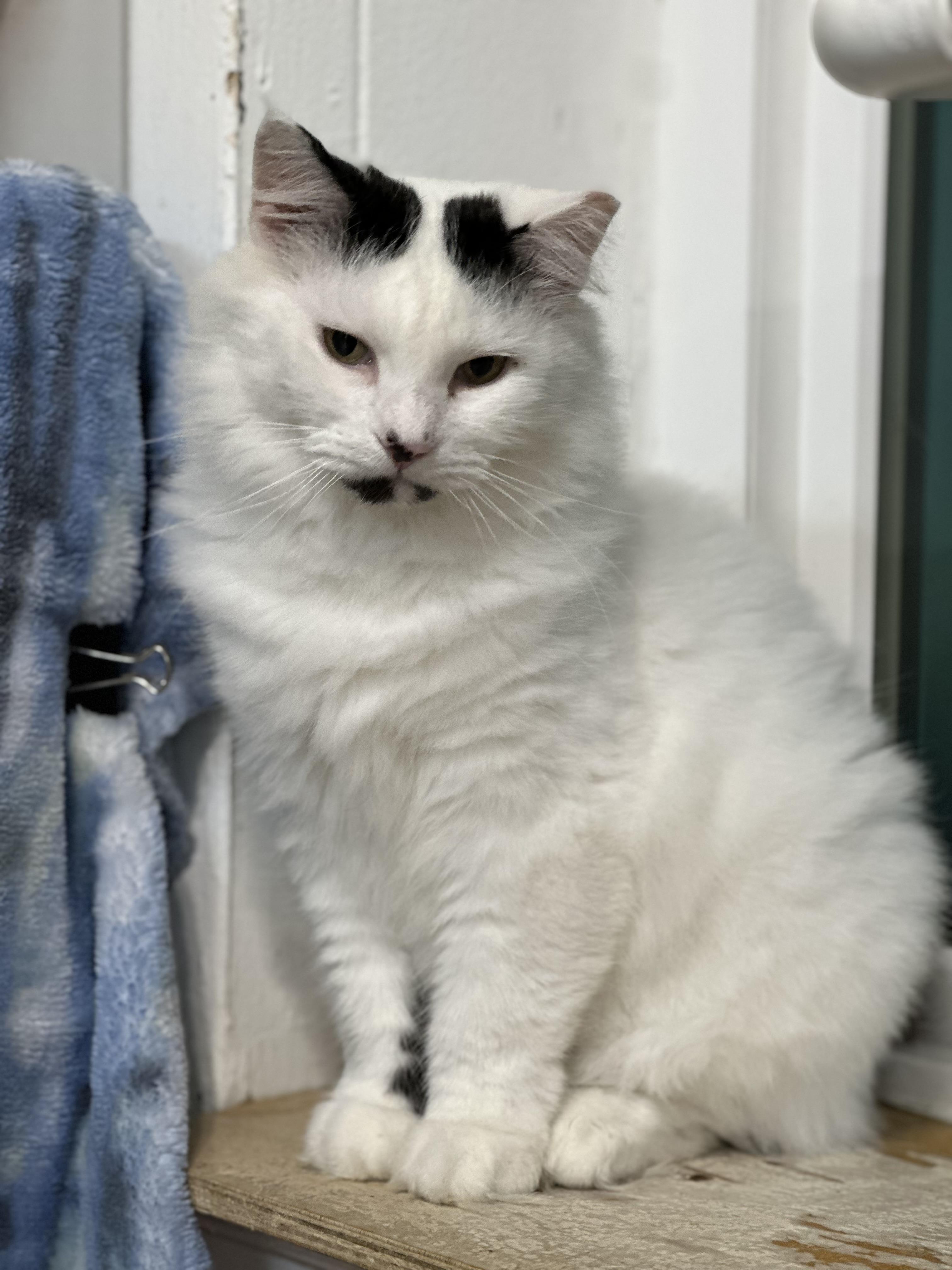 Enlarge Pom Pom, a Adoptable mixed breed in Chattanooga, TN image 1/6