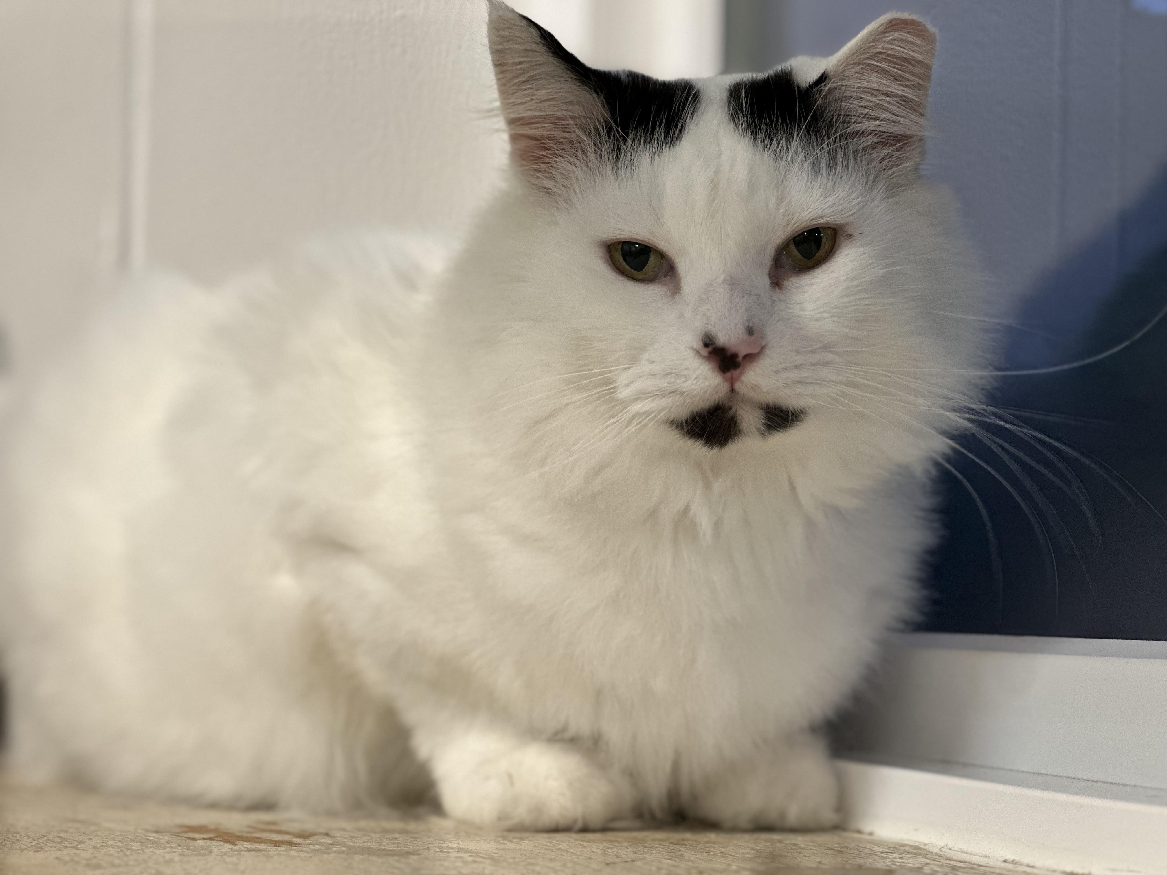 Enlarge Pom Pom, a Adoptable mixed breed in Chattanooga, TN image 5/6