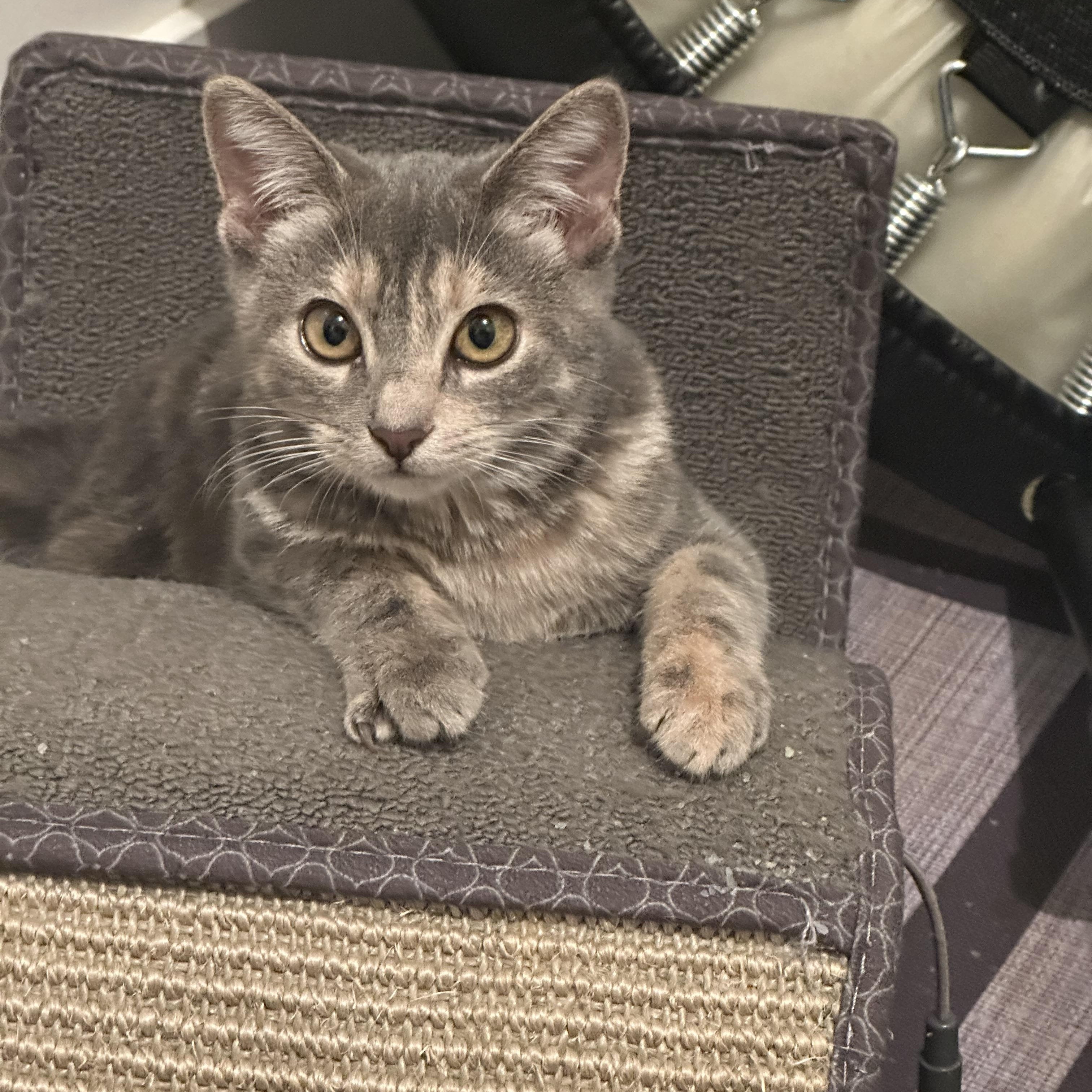 Enlarge Hazel, a Adopted Domestic Short Hair in Astoria, NY image 2/6