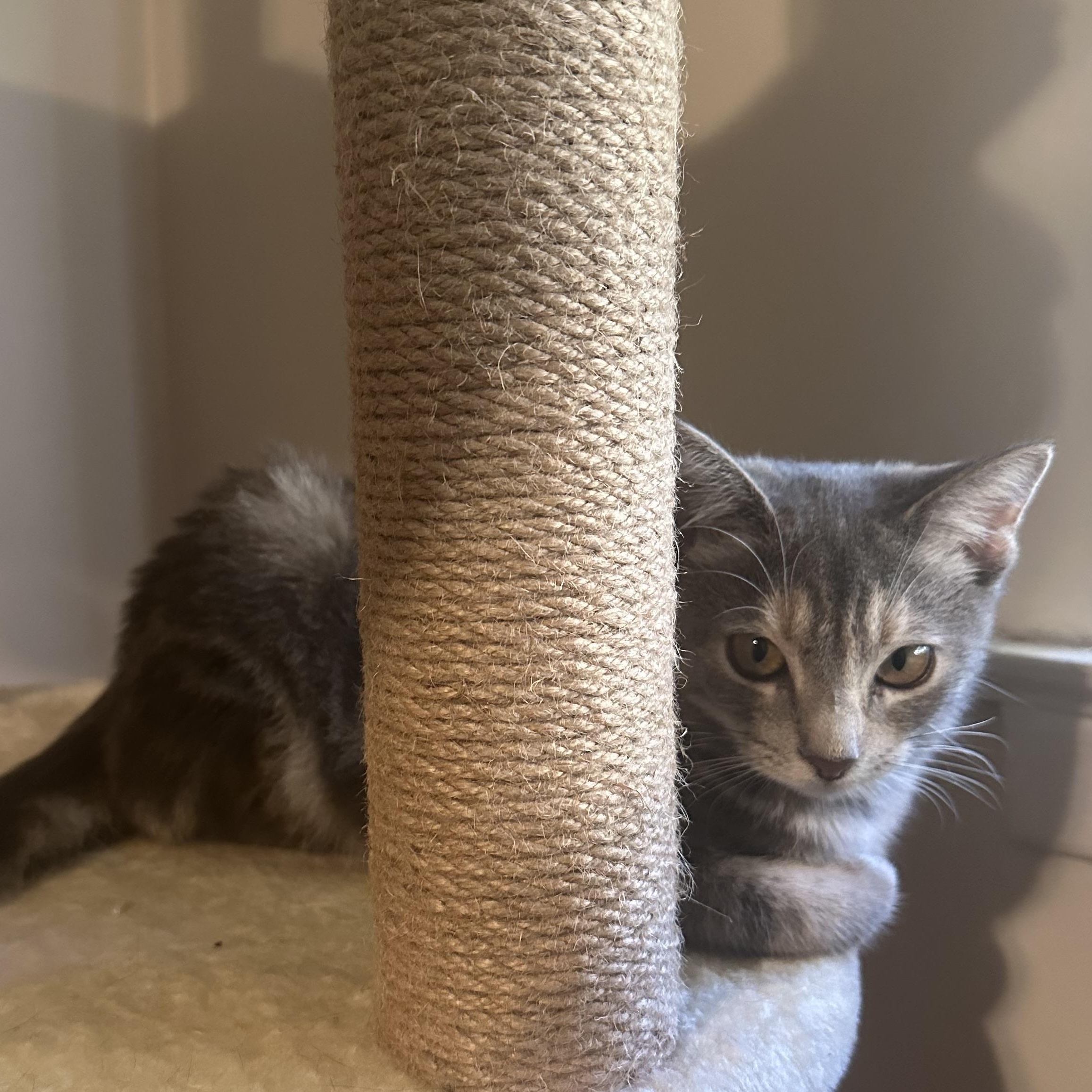 Enlarge Hazel, a Adopted Domestic Short Hair in Astoria, NY image 3/6