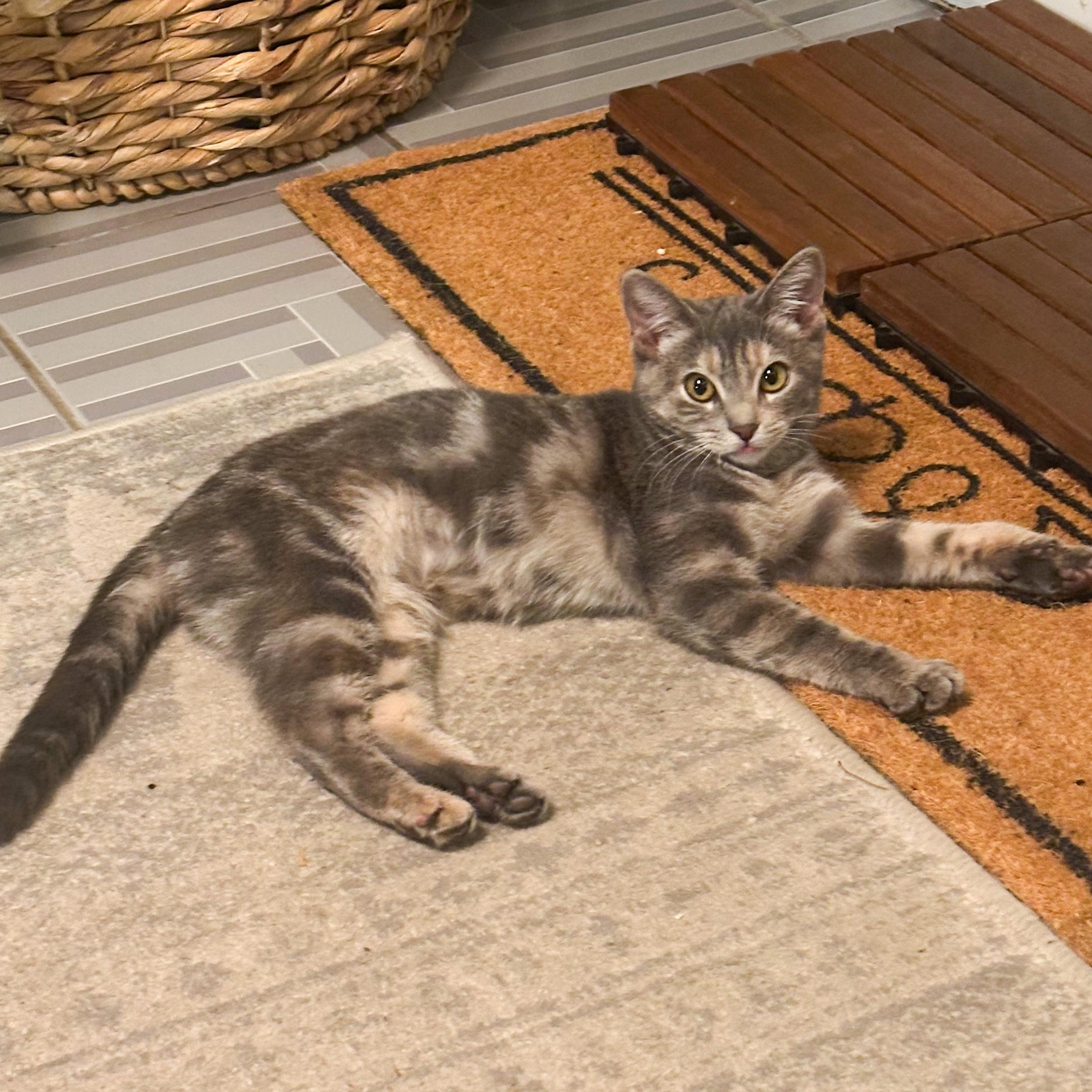 Enlarge Hazel, a Adopted Domestic Short Hair in Astoria, NY image 4/6