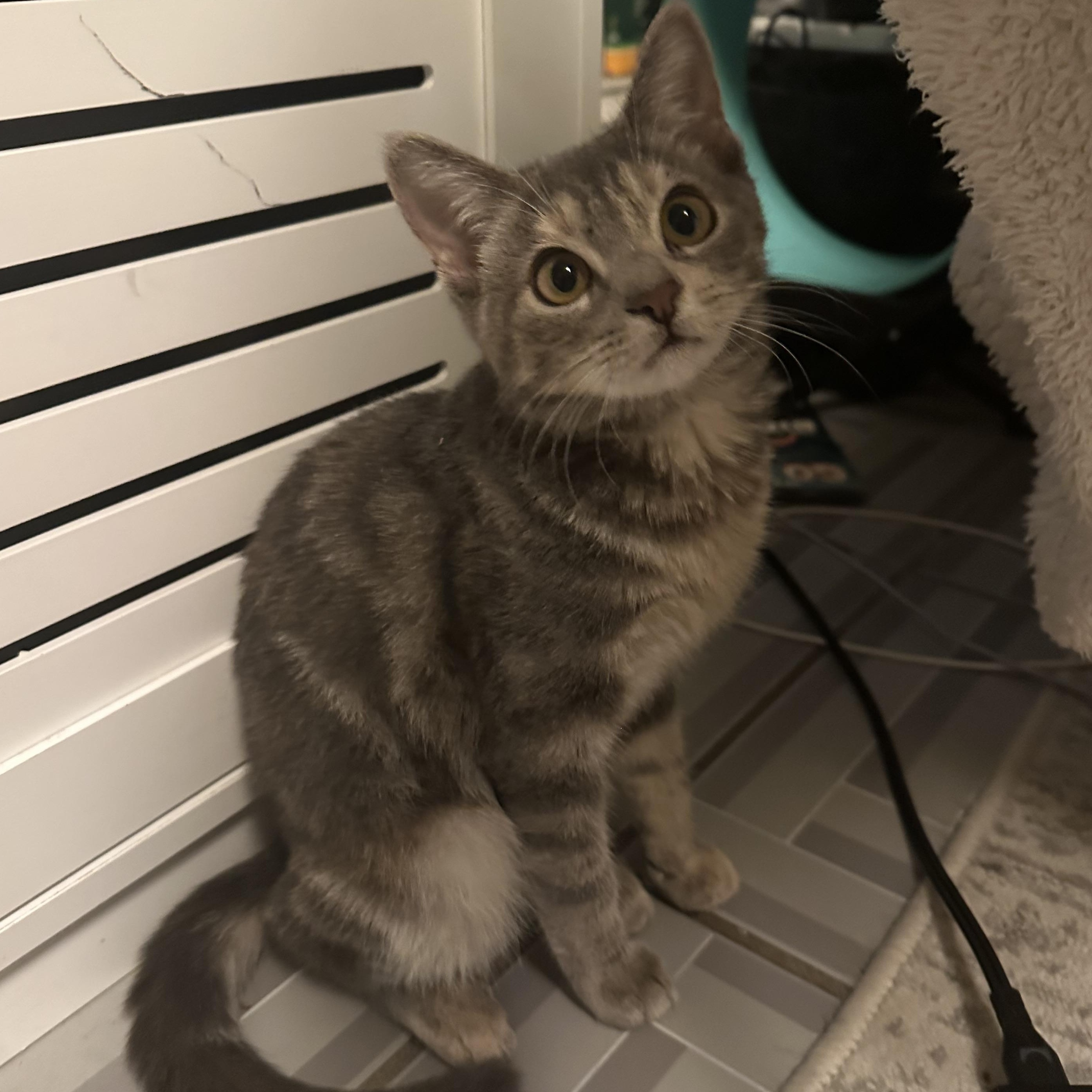 Enlarge Hazel, a Adopted Domestic Short Hair in Astoria, NY image 5/6