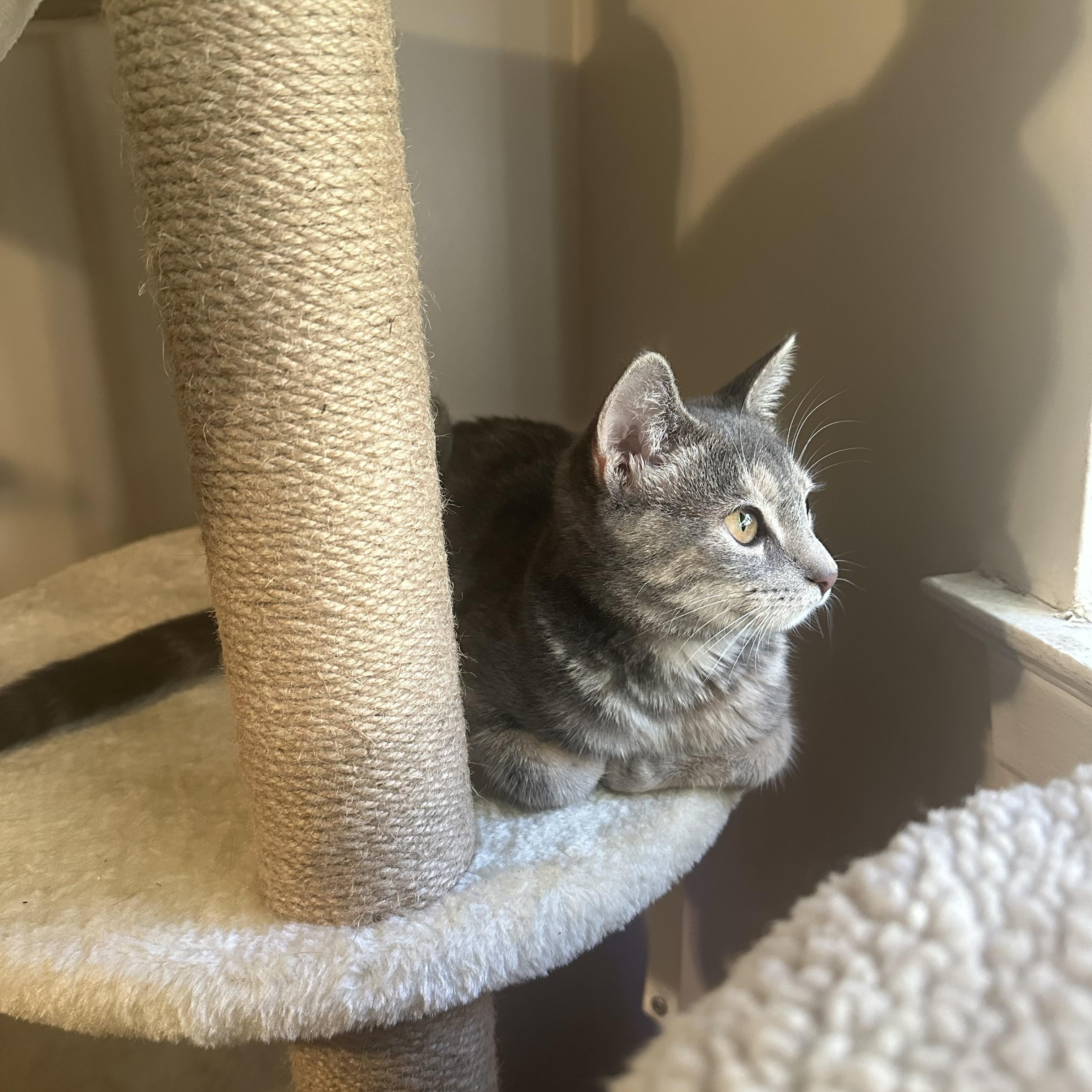 Enlarge Hazel, a Adopted Domestic Short Hair in Astoria, NY image 6/6