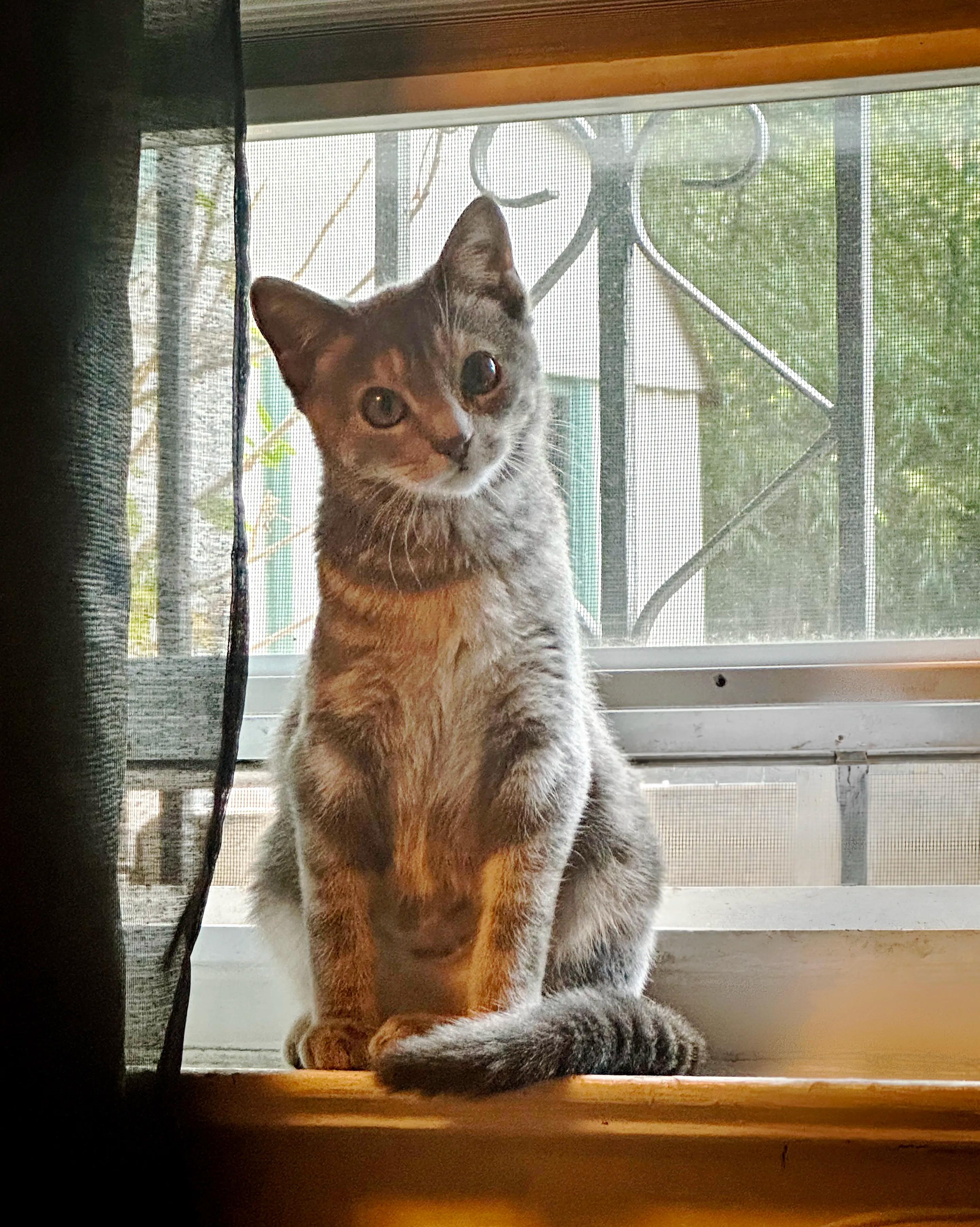 Enlarge Hazel, a Adopted Domestic Short Hair in Astoria, NY image 1/6