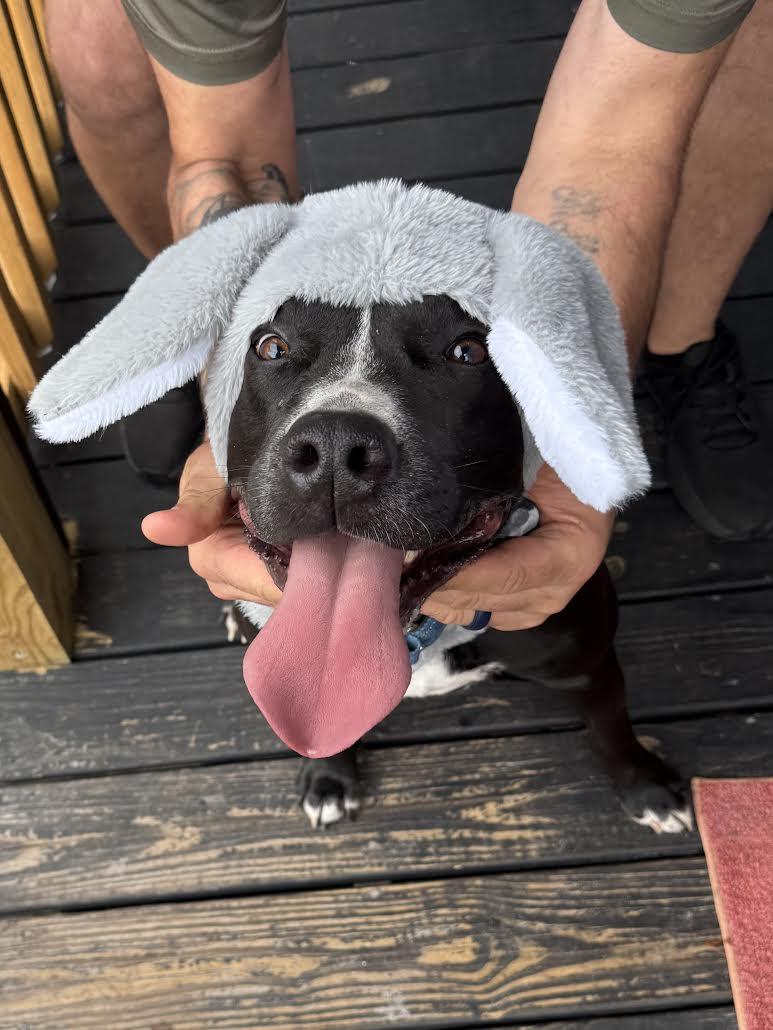 Rocky, a Adoptable mixed breed in Boston, MA image 2/6