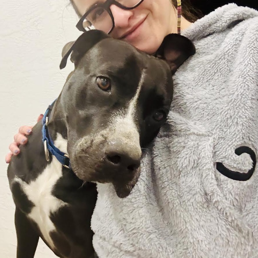 Rocky, a Adoptable mixed breed in Boston, MA image 4/6