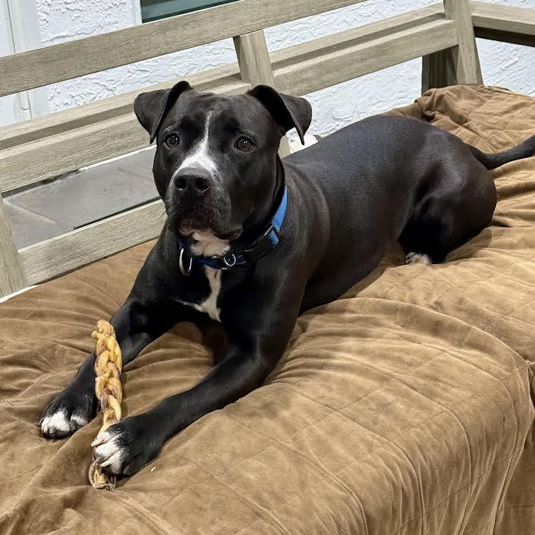 Rocky, a Adoptable mixed breed in Boston, MA image 5/6