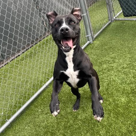 Rocky, a Adoptable mixed breed in Boston, MA image 6/6