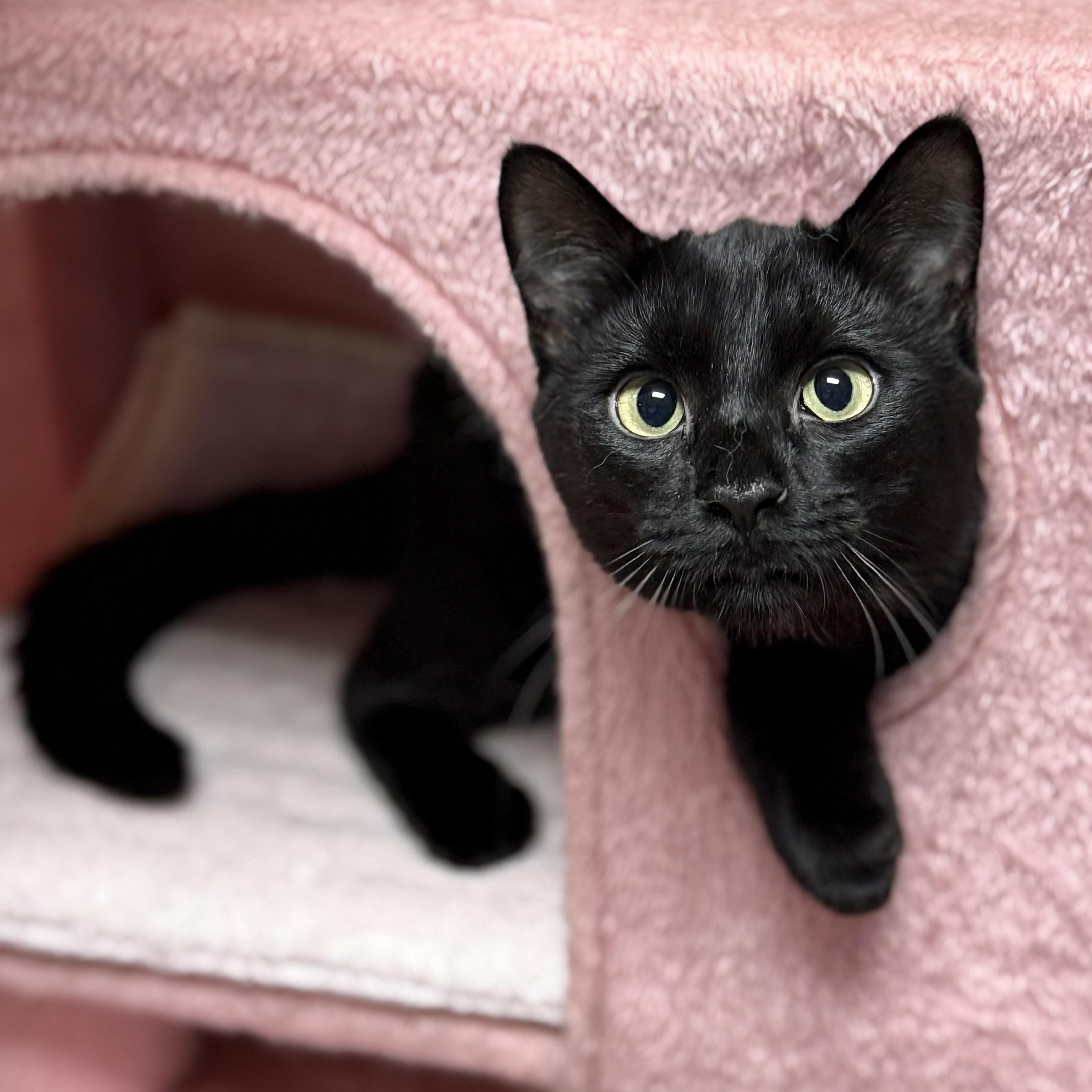 Enlarge Zee, an adopted Domestic Short Hair in Collierville, TN image 1/4