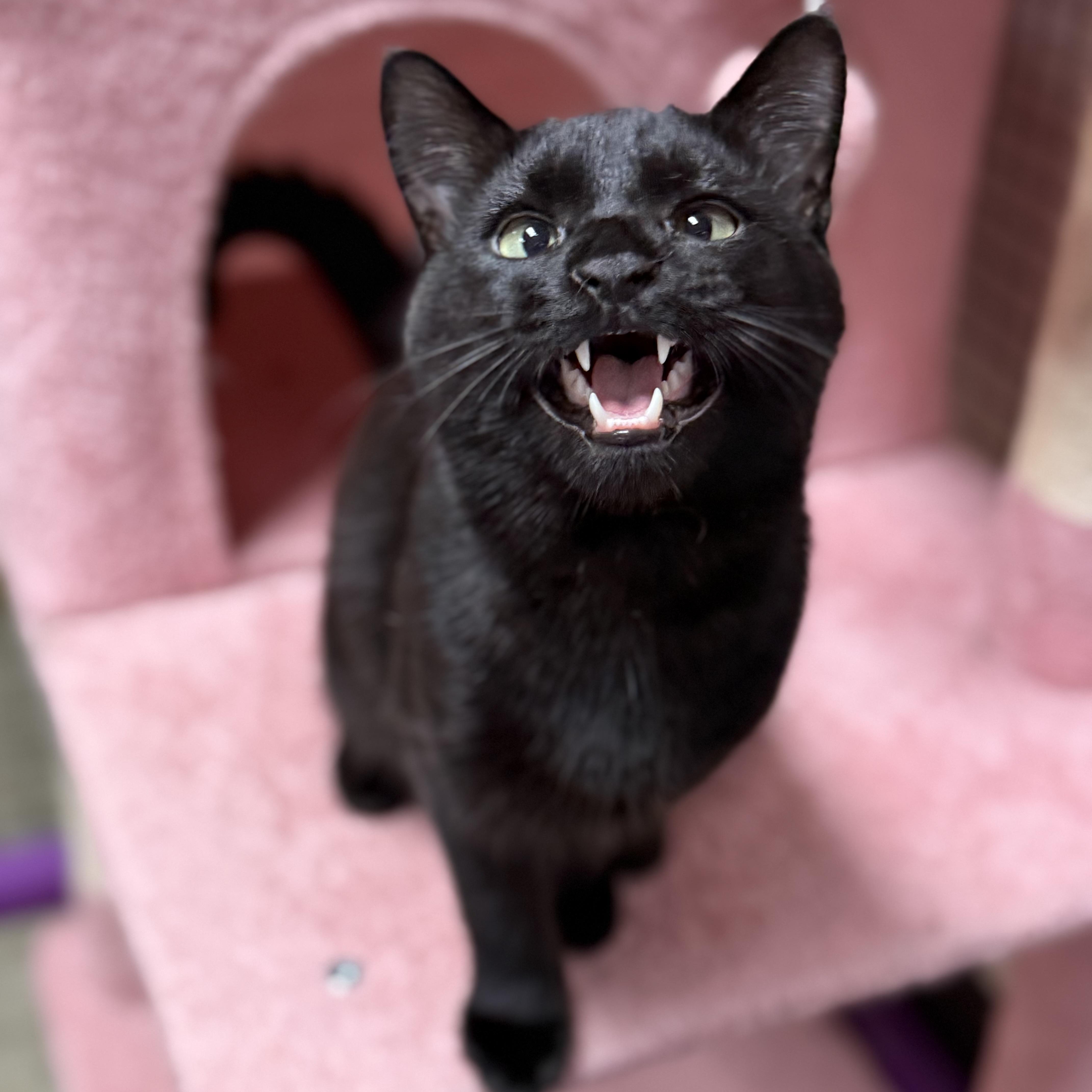 Enlarge Zee, an adopted Domestic Short Hair in Collierville, TN image 2/4