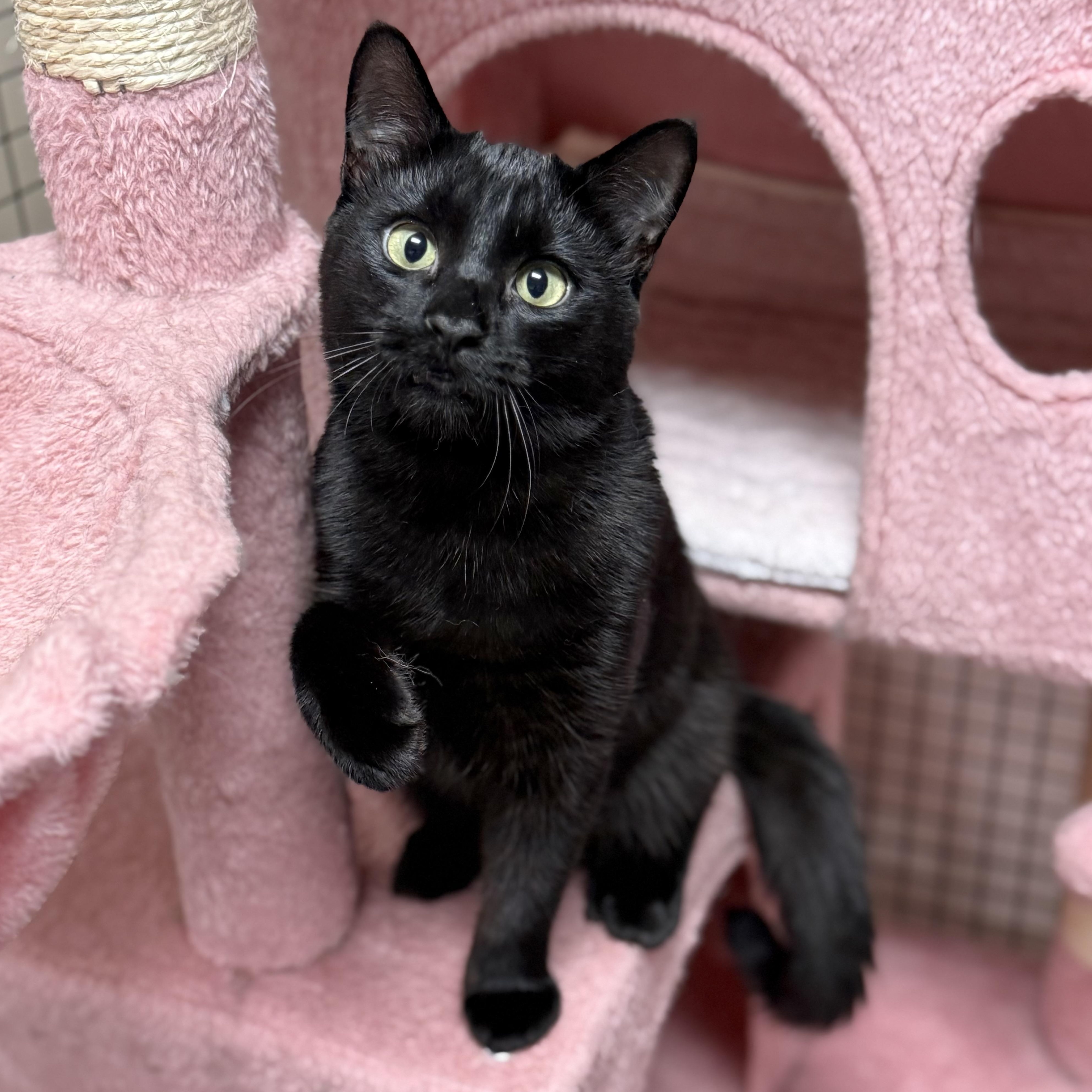 Enlarge Zee, an adopted Domestic Short Hair in Collierville, TN image 4/4