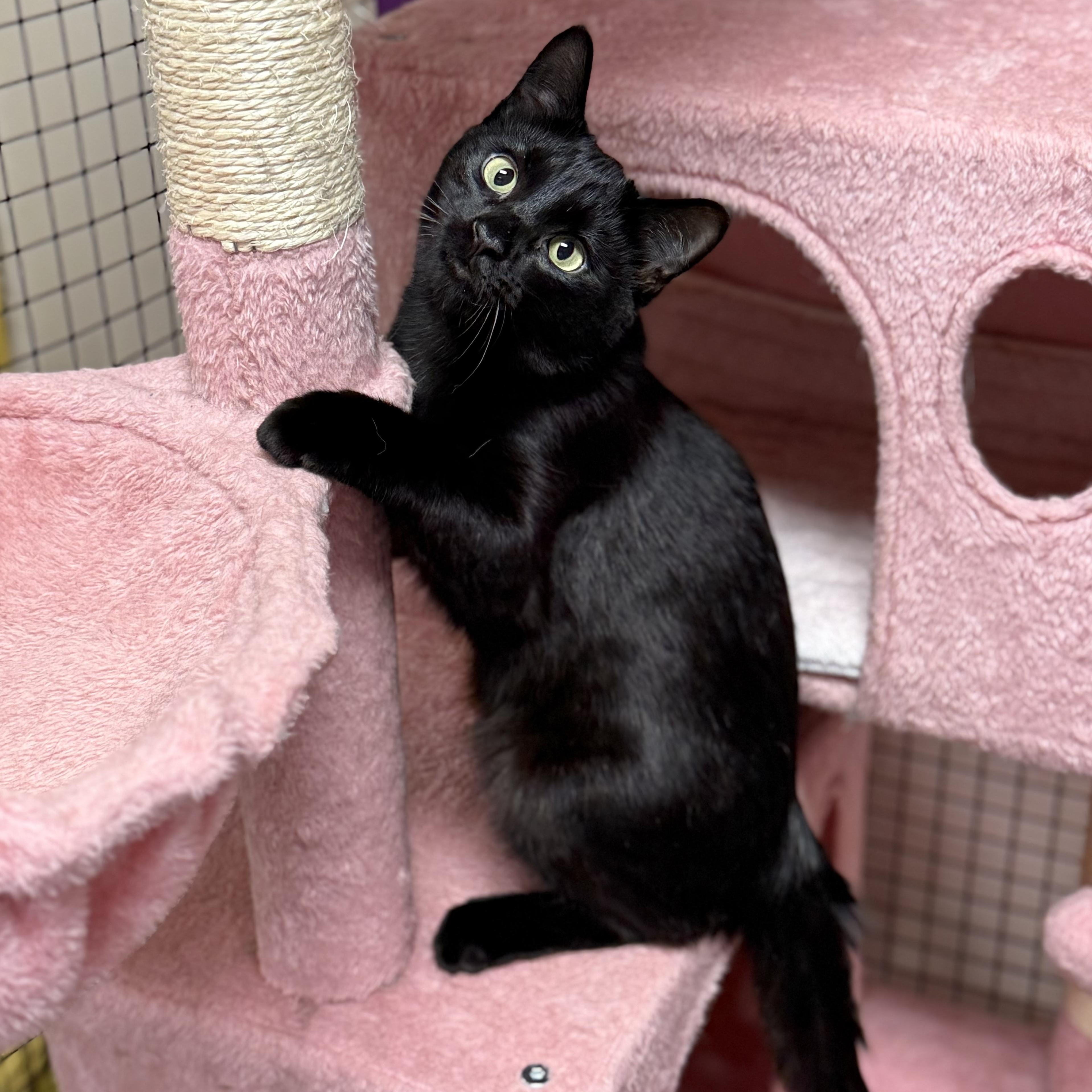 Enlarge Zee, an adopted Domestic Short Hair in Collierville, TN image 3/4