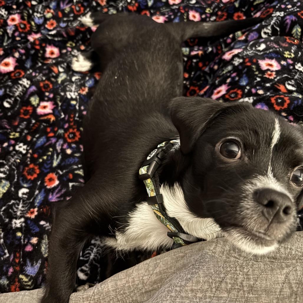 Frick — thumbnail 3