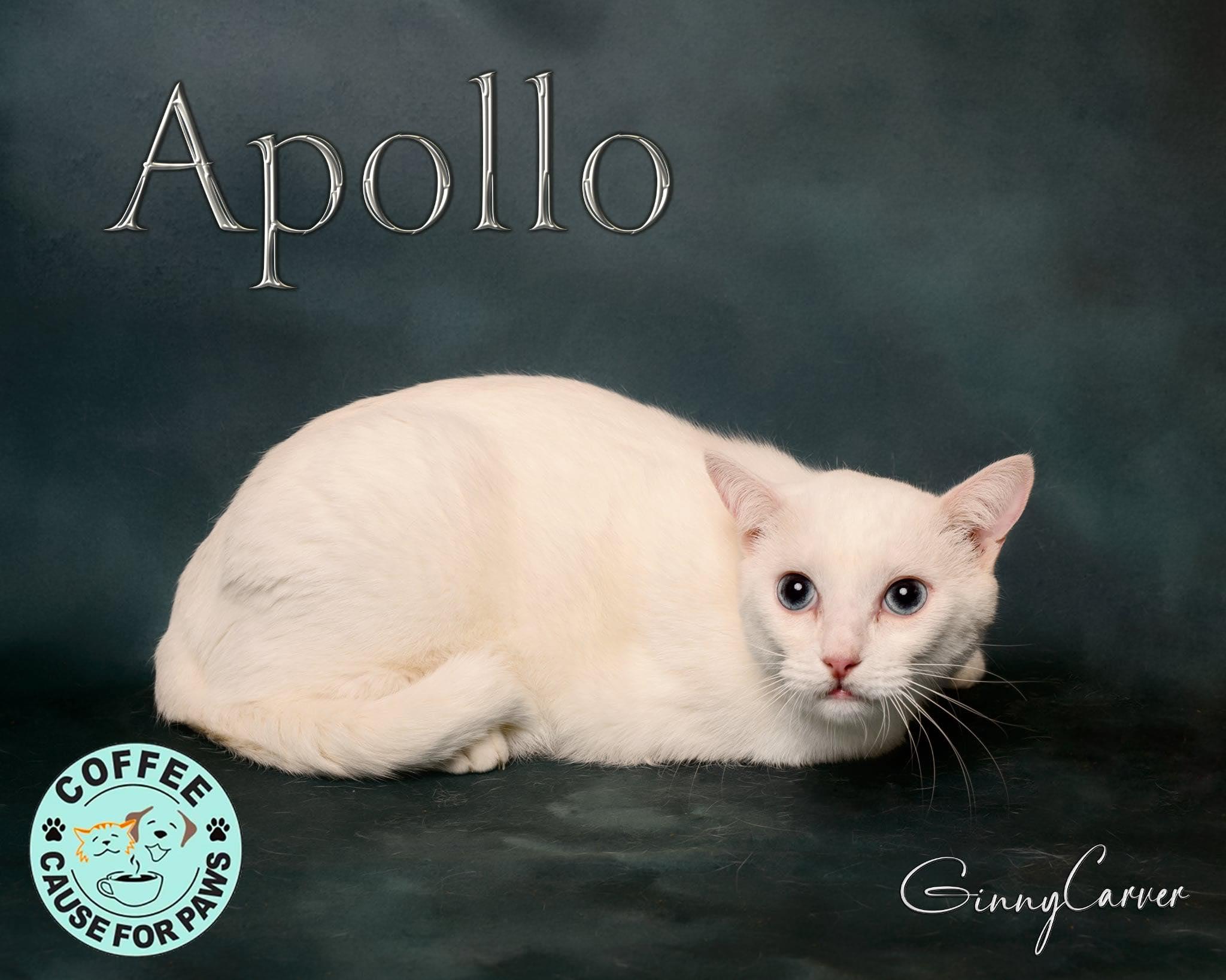 Apollo, Adoptable, Adult Male Domestic Short Hair.
