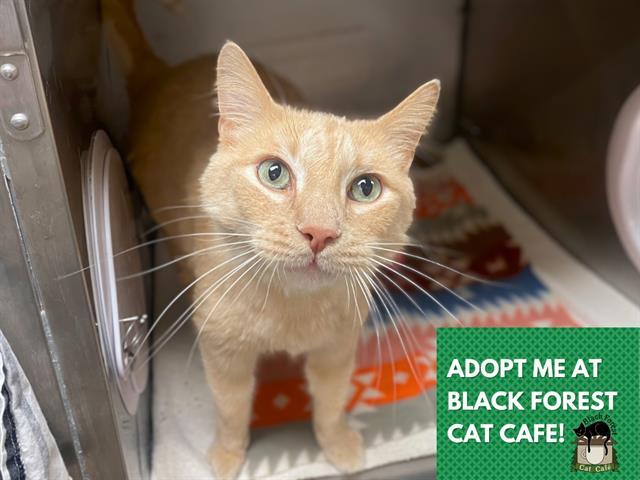 Enlarge RIVER, a Adoptable Domestic Short Hair in Fort Wayne, IN image 1/1