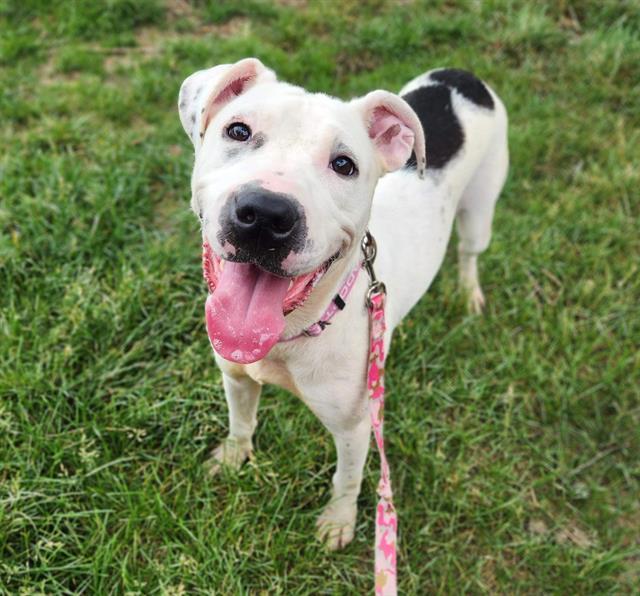 Enlarge OOPSIE DAISY, a Adoptable mixed breed in Minneapolis, MN image 1/1