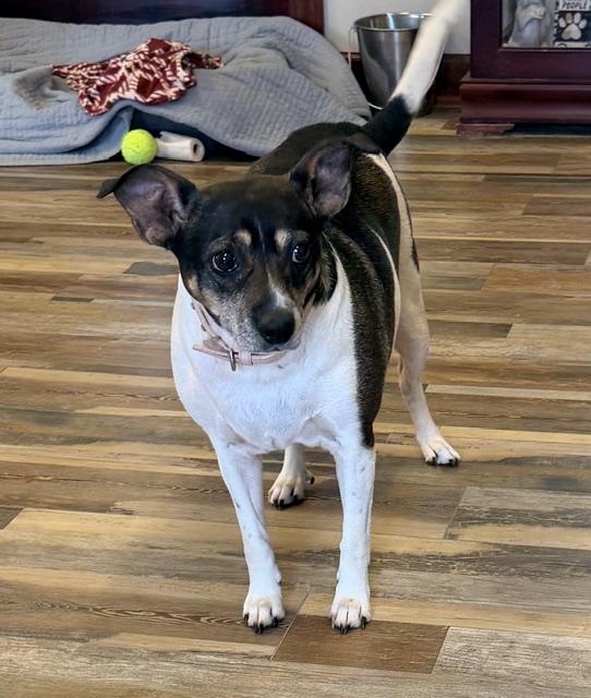 Enlarge Ramona, a ADOPTABLE mixed breed in Ashland, KY image 1/1