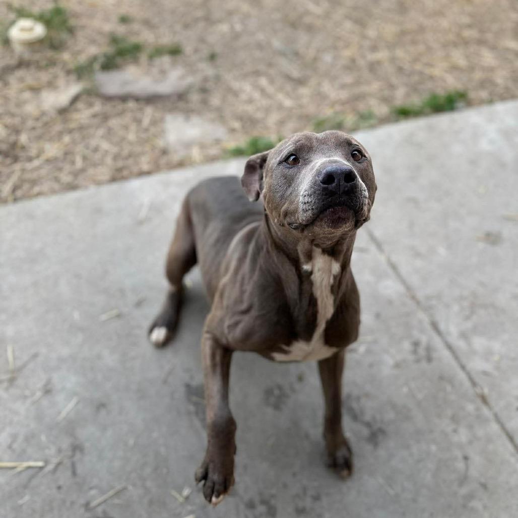 Grunkle Stan, Adoptable, Adult Male Pit Bull Terrier & Mixed Breed.